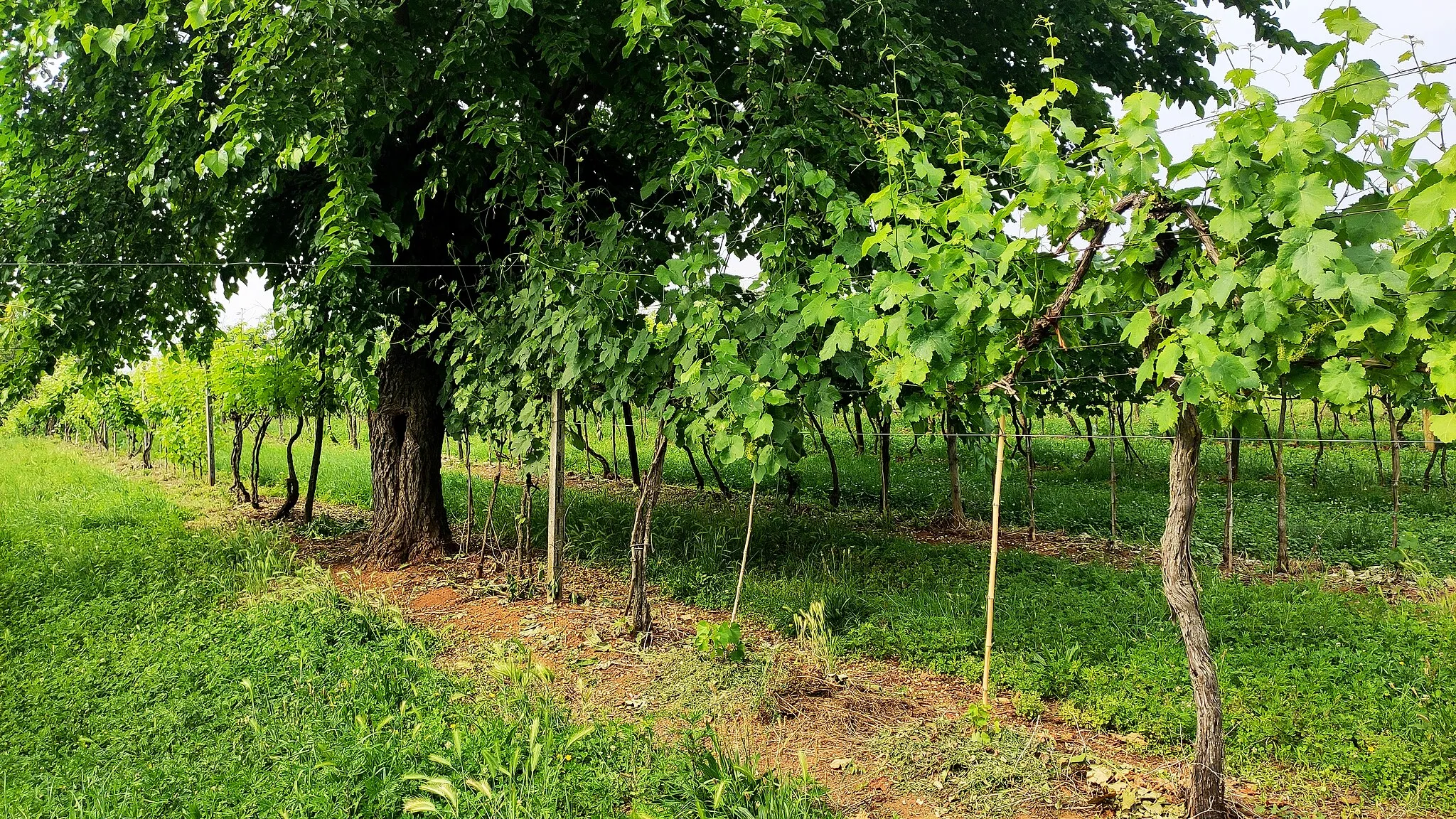 Photo showing: Grape fields in Castenedolo's hill