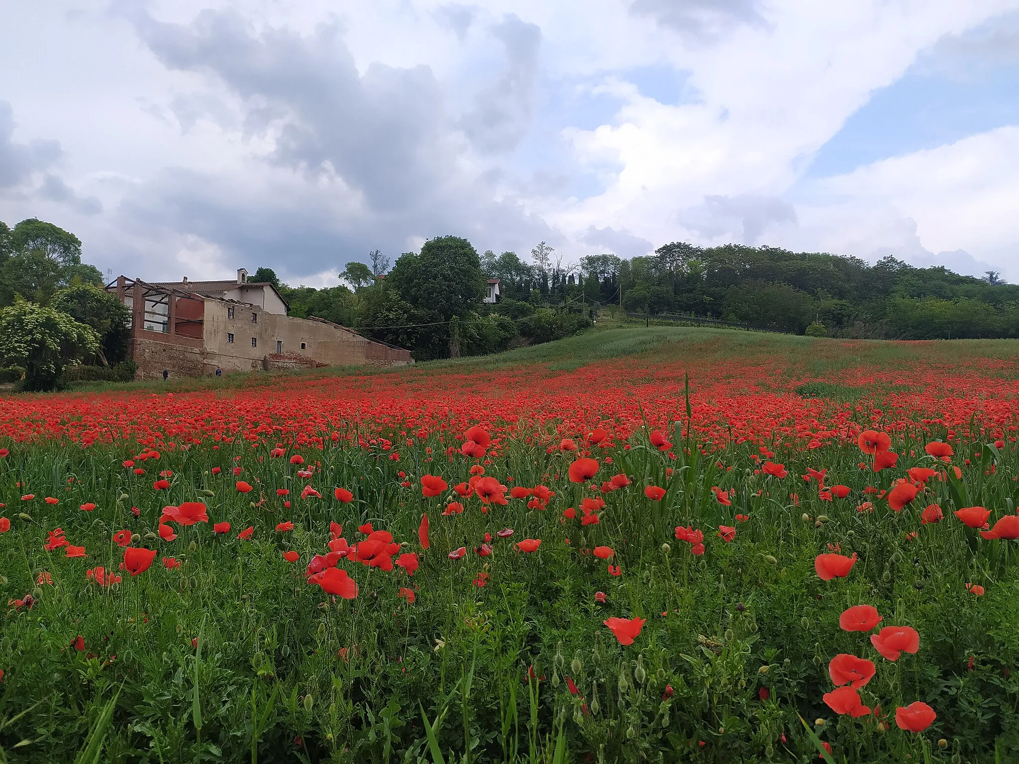 Photo showing: Fioritura di papaveri a Revigliasco