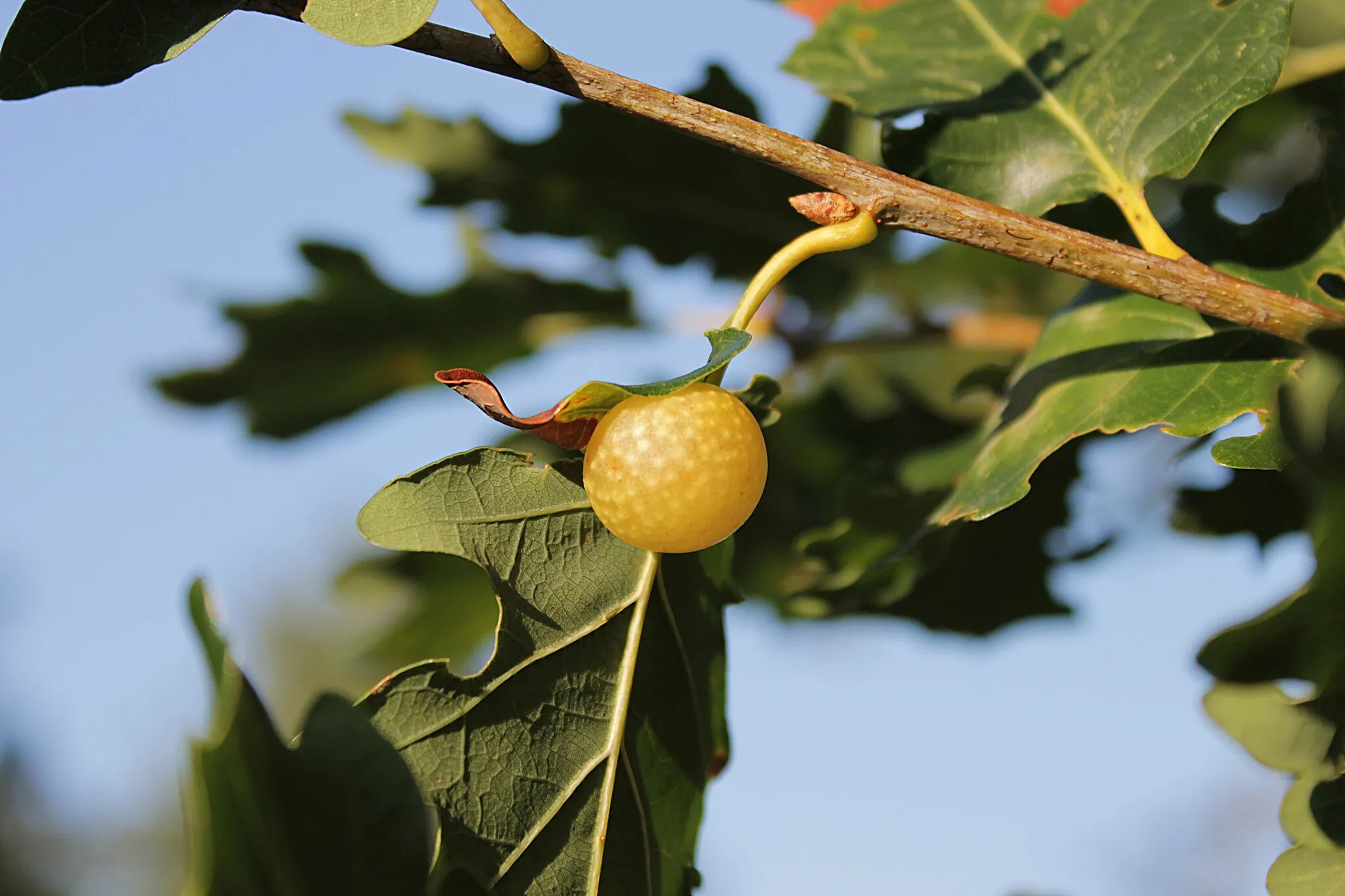 Photo showing: A developing Gall on a Quercus pubescens caused by the insect Cynips quercusfolii. Capanne di Marcarolo, Bosio, Italy.