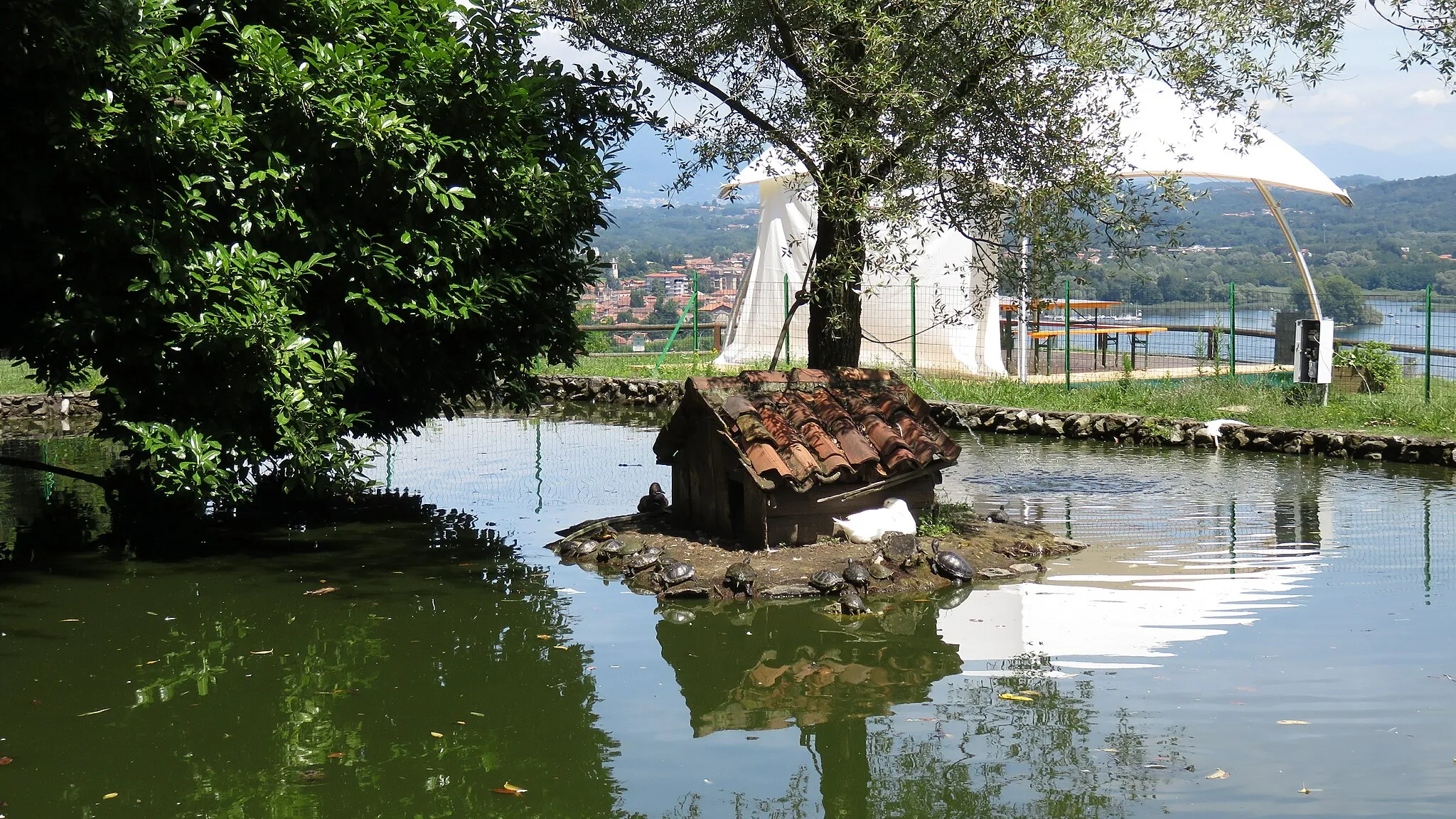 Photo showing: Rocca di Arona tartarughe