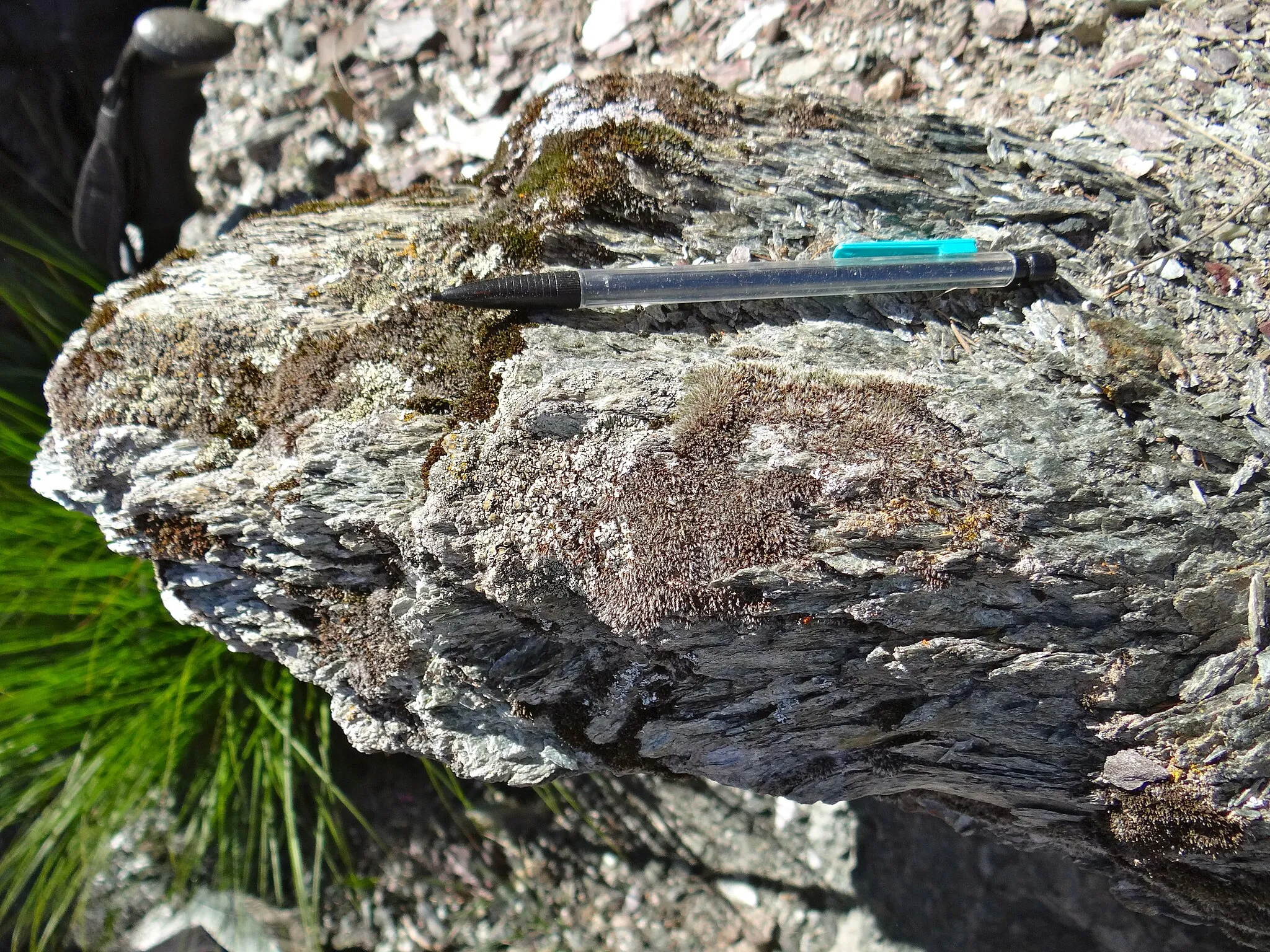 Photo showing: L'amiante est un minéral en forme de baguette/fibre (bien visible ici). La mauvaise réputation qui lui est faite provient de sa forme et de sa capacité à être inhalé/ingéré lorsqu'il est sous forme de poudre.

Il existe de nombreux types d'amiante, mais celle présente ici (la chrysolite) est en faite un type de serpentinite. Nous avons donc à faire à des roches mantelliques métasomatisées (métamorphisme hydrothermal).