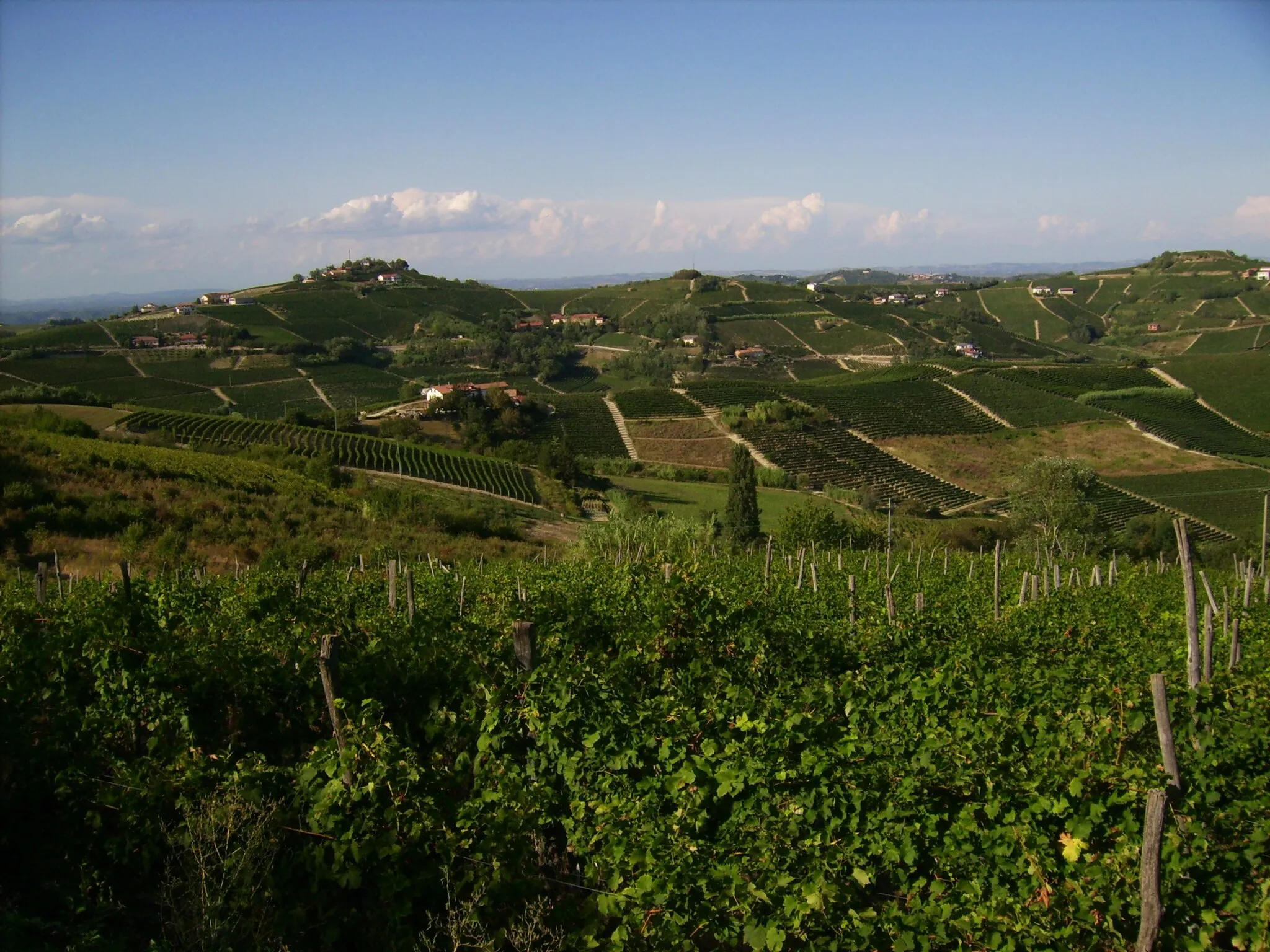 Photo showing: Vineyards at Alice Belcolle (seen from Moriano) near Acqui Terme, Piemonte, Italy. Praktica Luxmedia 6203. 7.9.2008