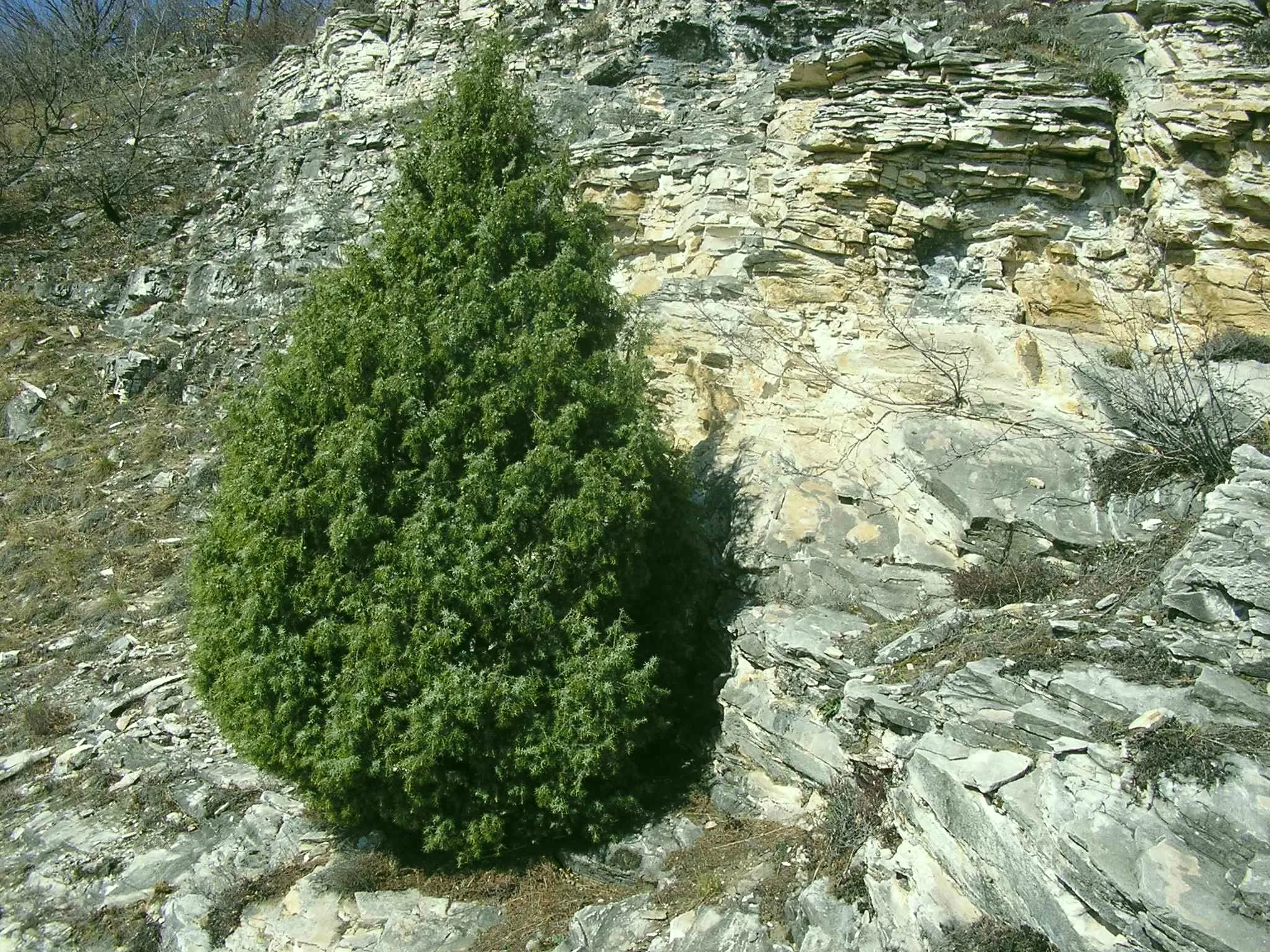 Photo showing: Juniperus oxycedrus (Foresto nature reserve, IT)