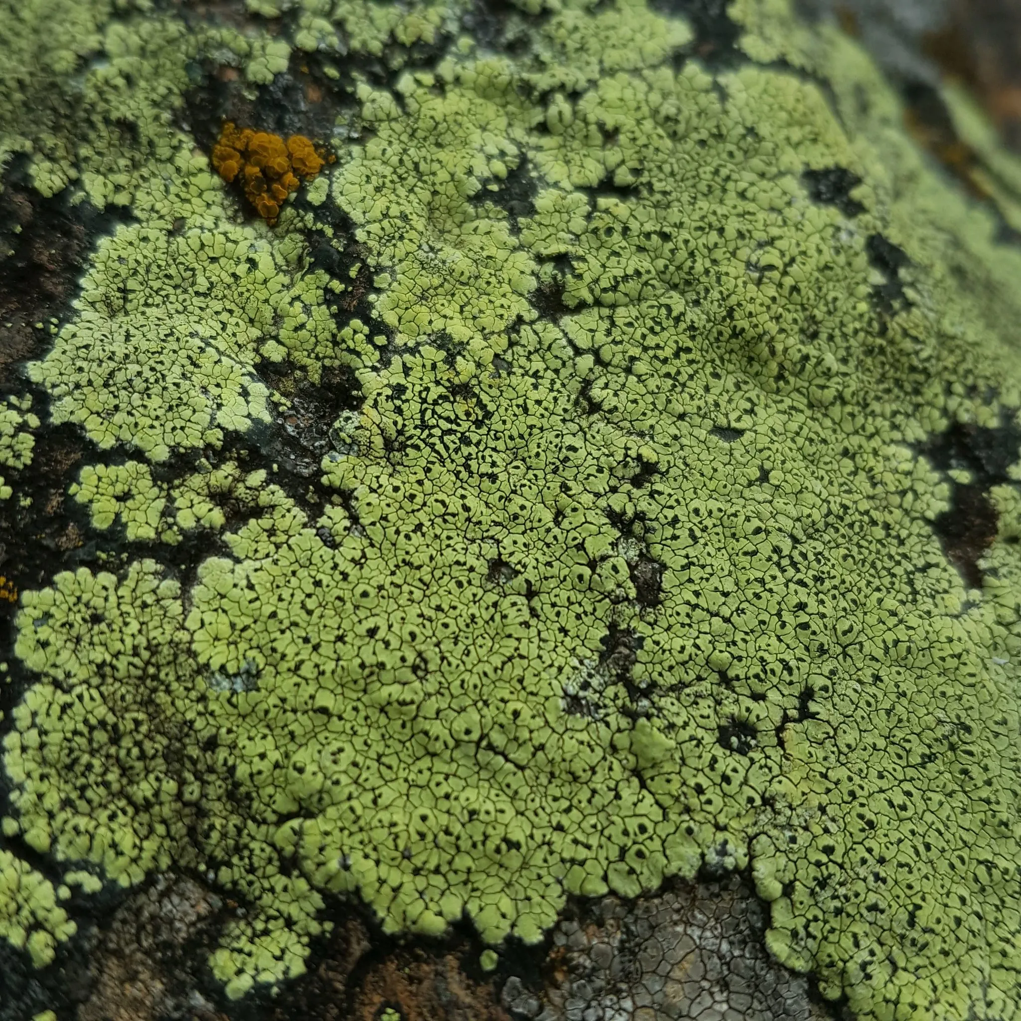 Photo showing: yellow map lichen (Rhizocarpon geographicum)