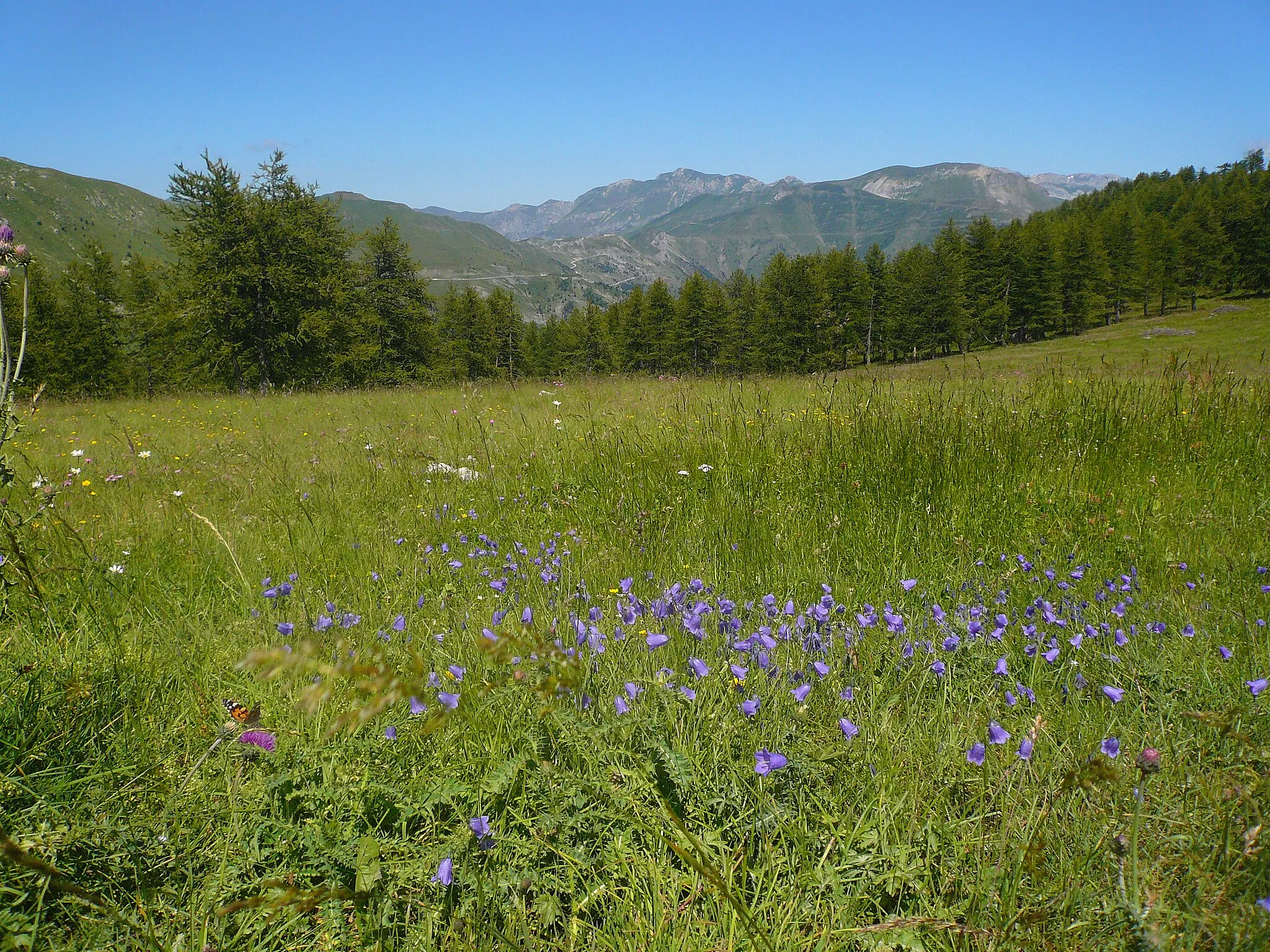 Photo showing: Violets and Colle di Tenda