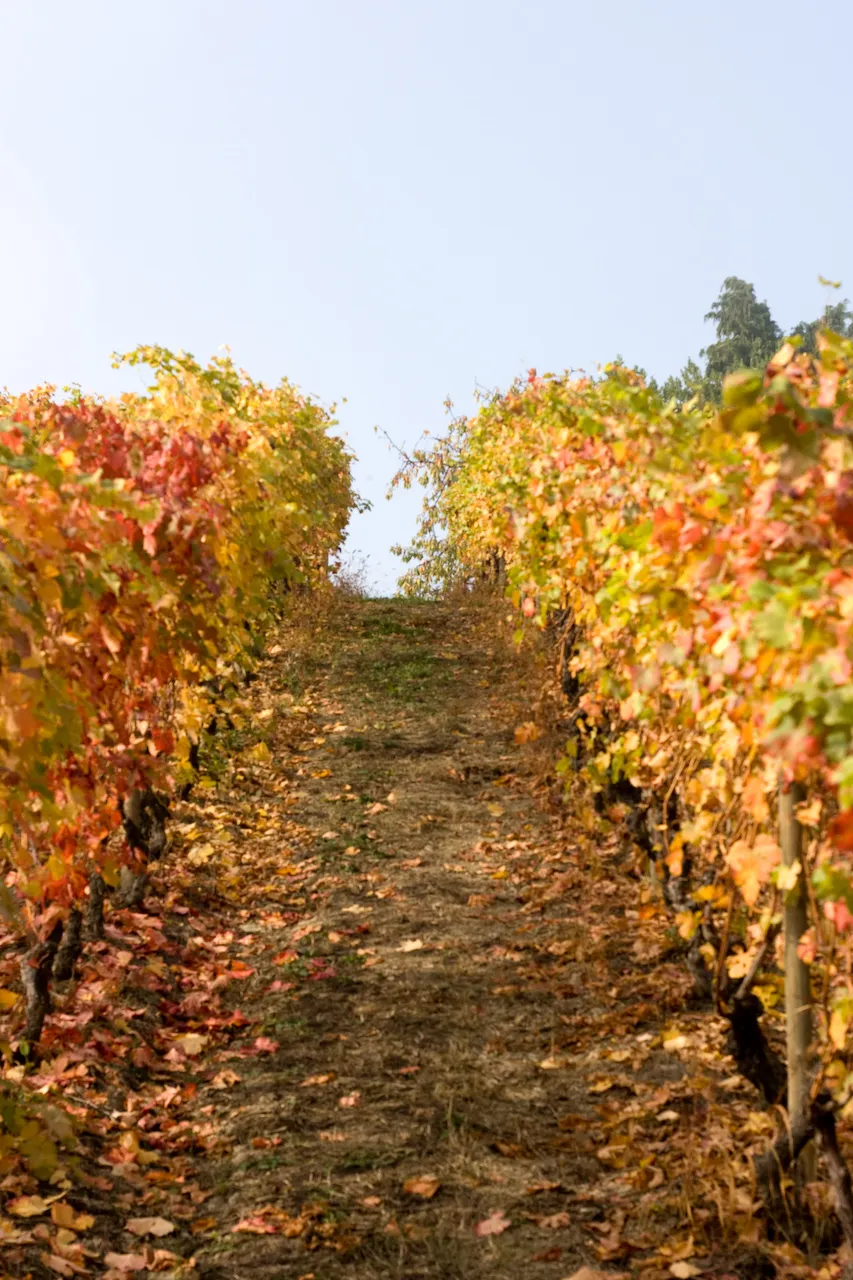 Photo showing: A vineyard in the Italian wine region of Piedmont during autumn