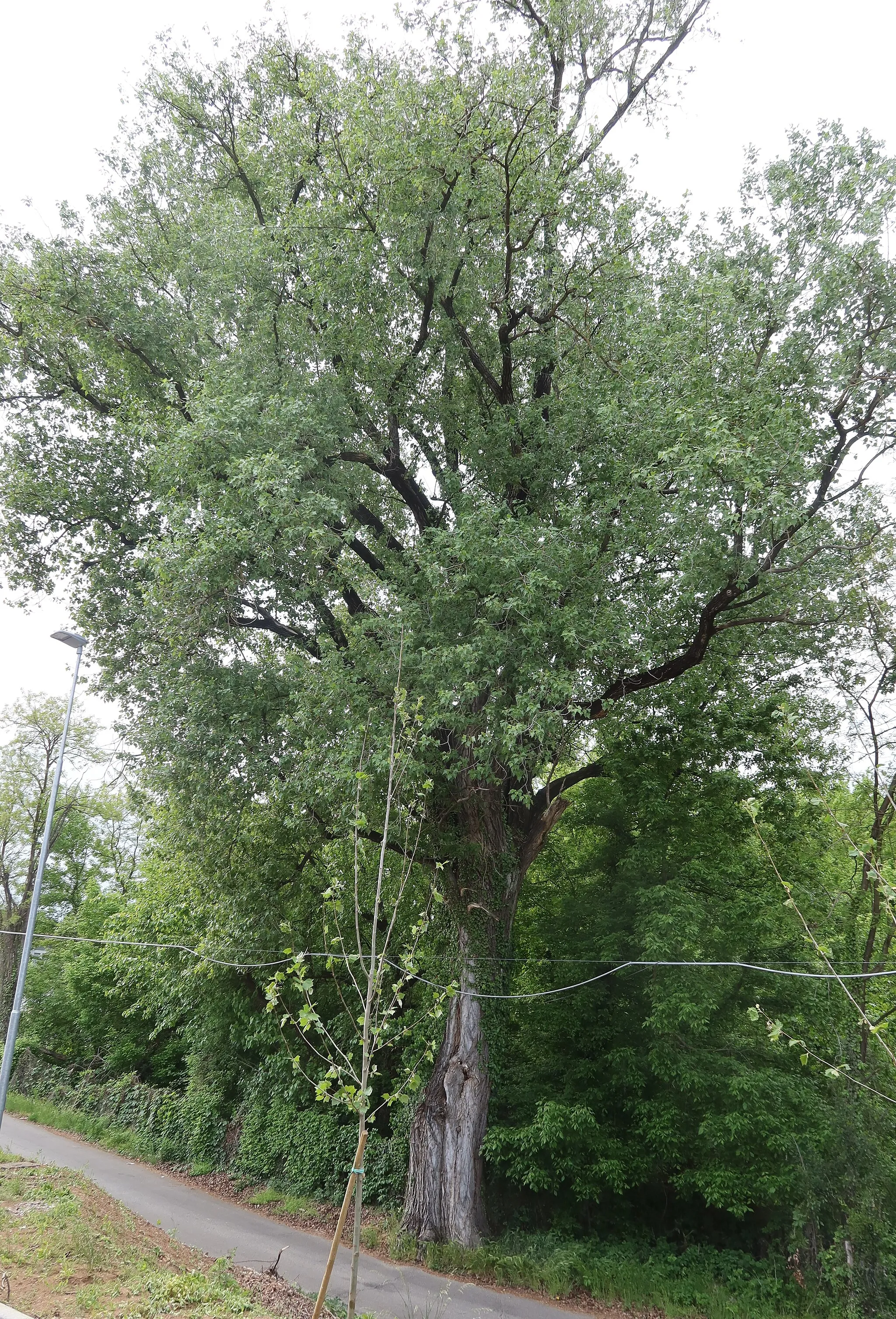 Photo showing: Populus nigra (Dormelletto)