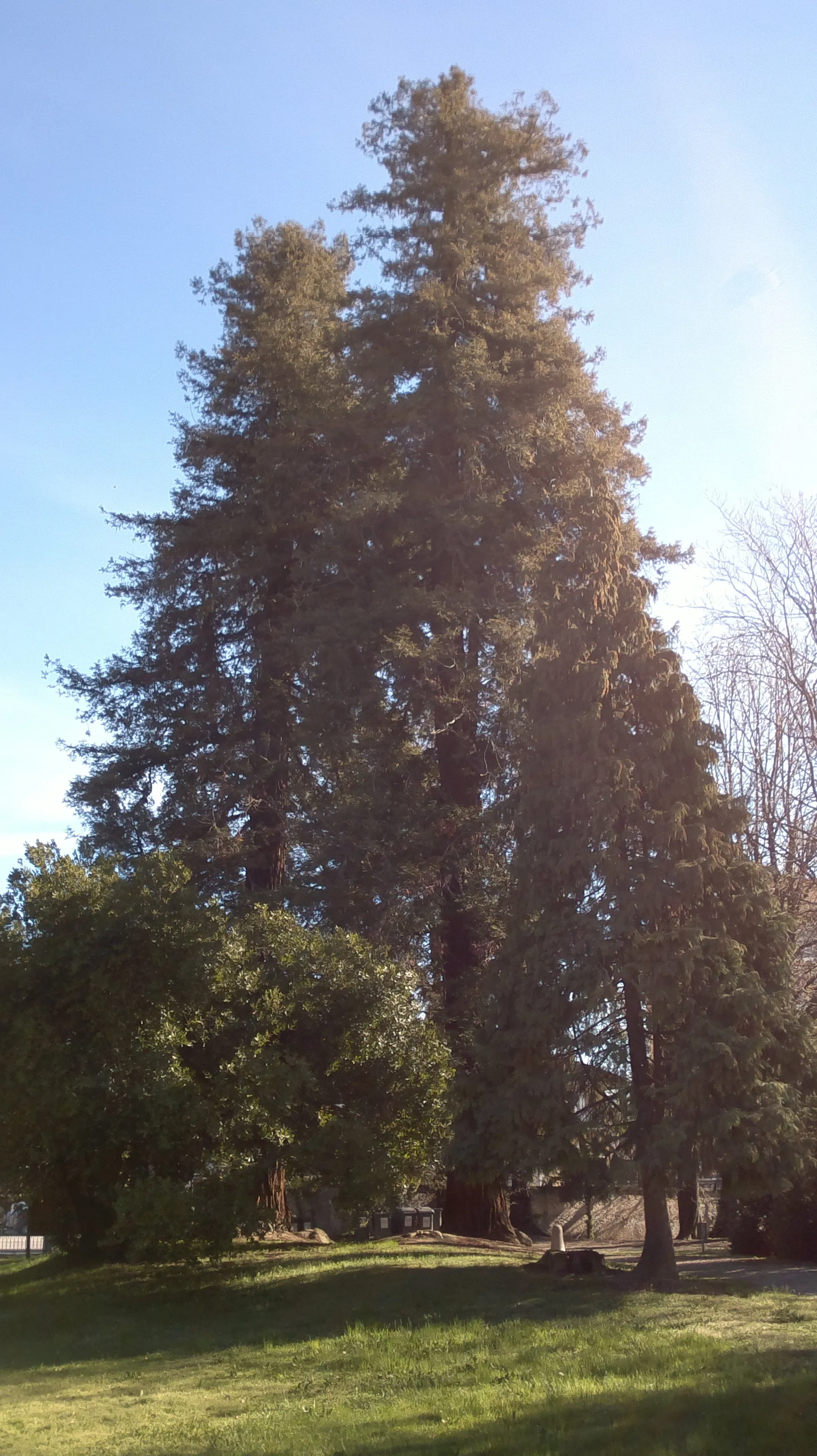 Photo showing: Sequoie californiane nel Parco di Villa Ogliani a Rivara (TO)