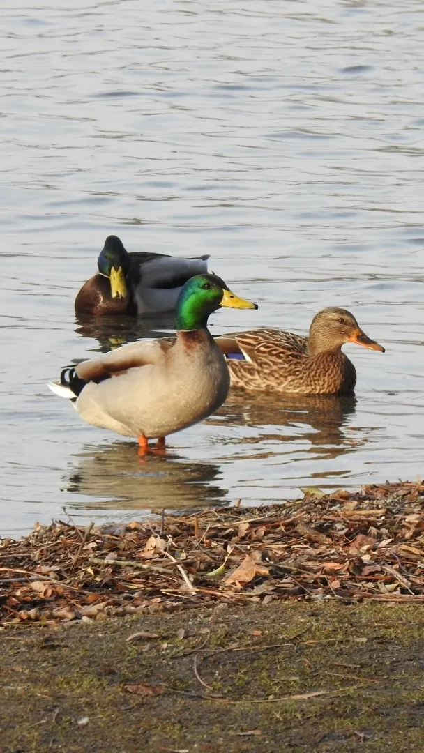 Photo showing: Parco naturale dei laghi di Avigliana (Q3895631)