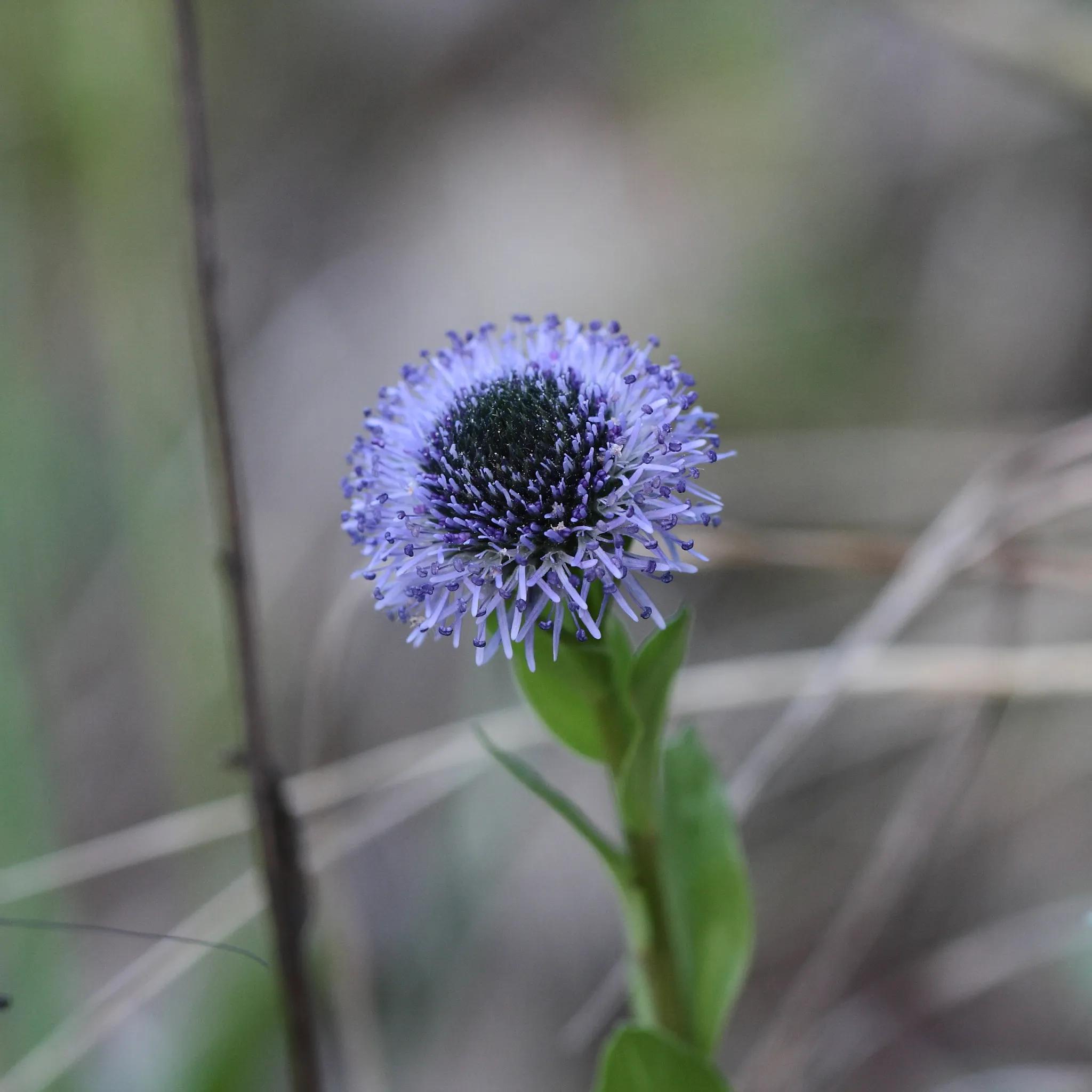 Photo showing: Globularia bisnagarica