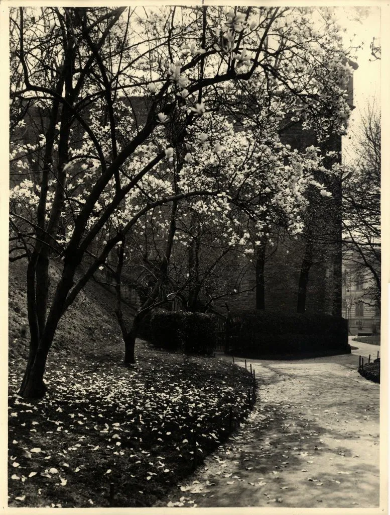 Photo showing: Torino- Giardini Della Cittadella, Via Cernaia, Magnolia Fiorita; 1932 ca.; stampa alla gelatina clorobromuro d'argento agfa brovira; 398X300
