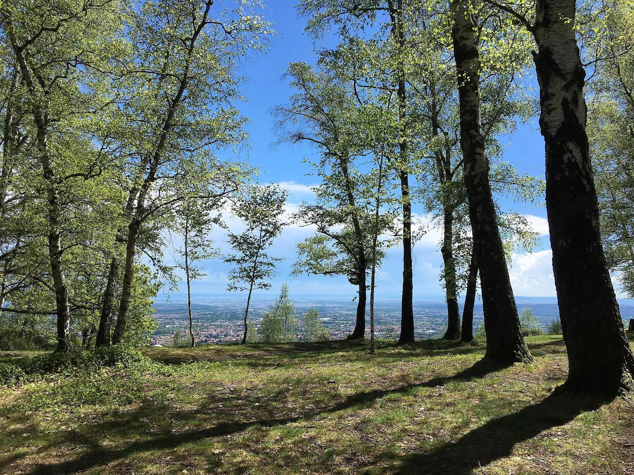 Photo showing: riserva naturale del Parco Burcina-Felice Piacenza (Q3936914)