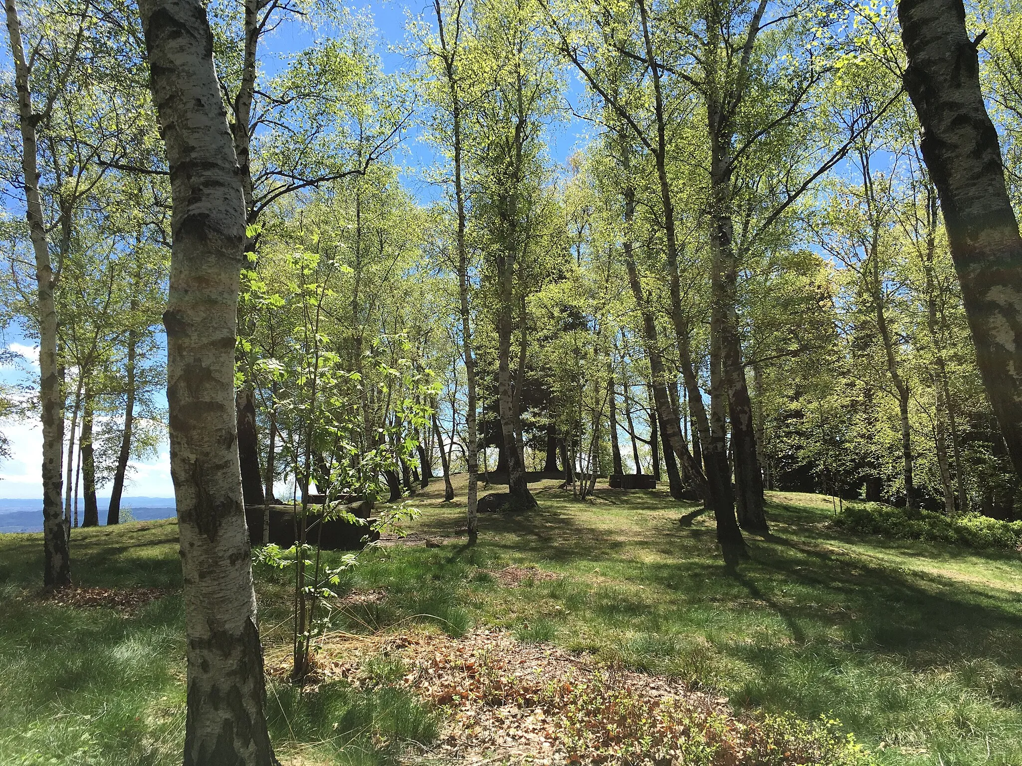 Photo showing: riserva naturale del Parco Burcina-Felice Piacenza (Q3936914)