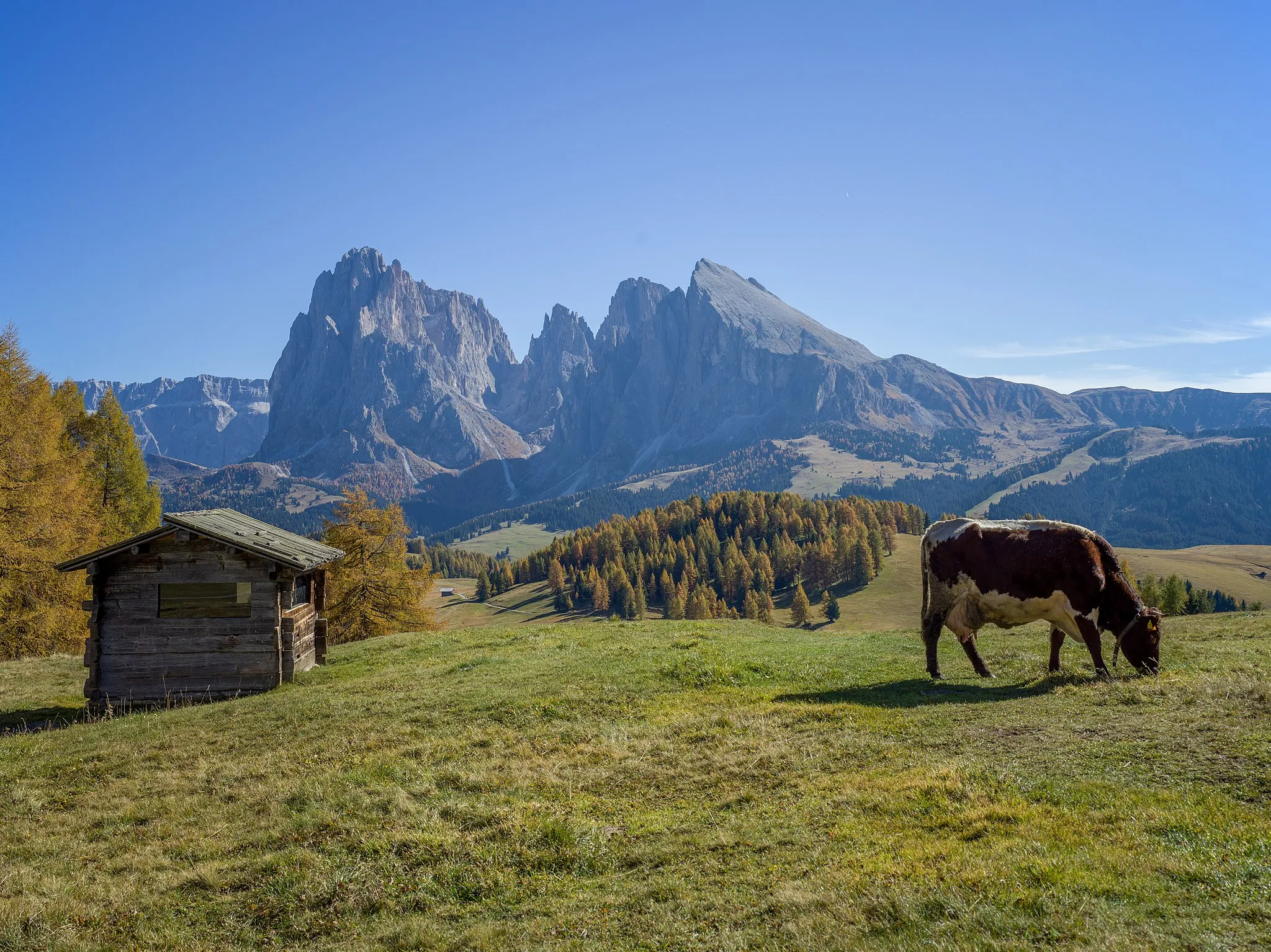 Photo showing: Pasture on the Seiser Alm with Langkofel group, South Tyrol.