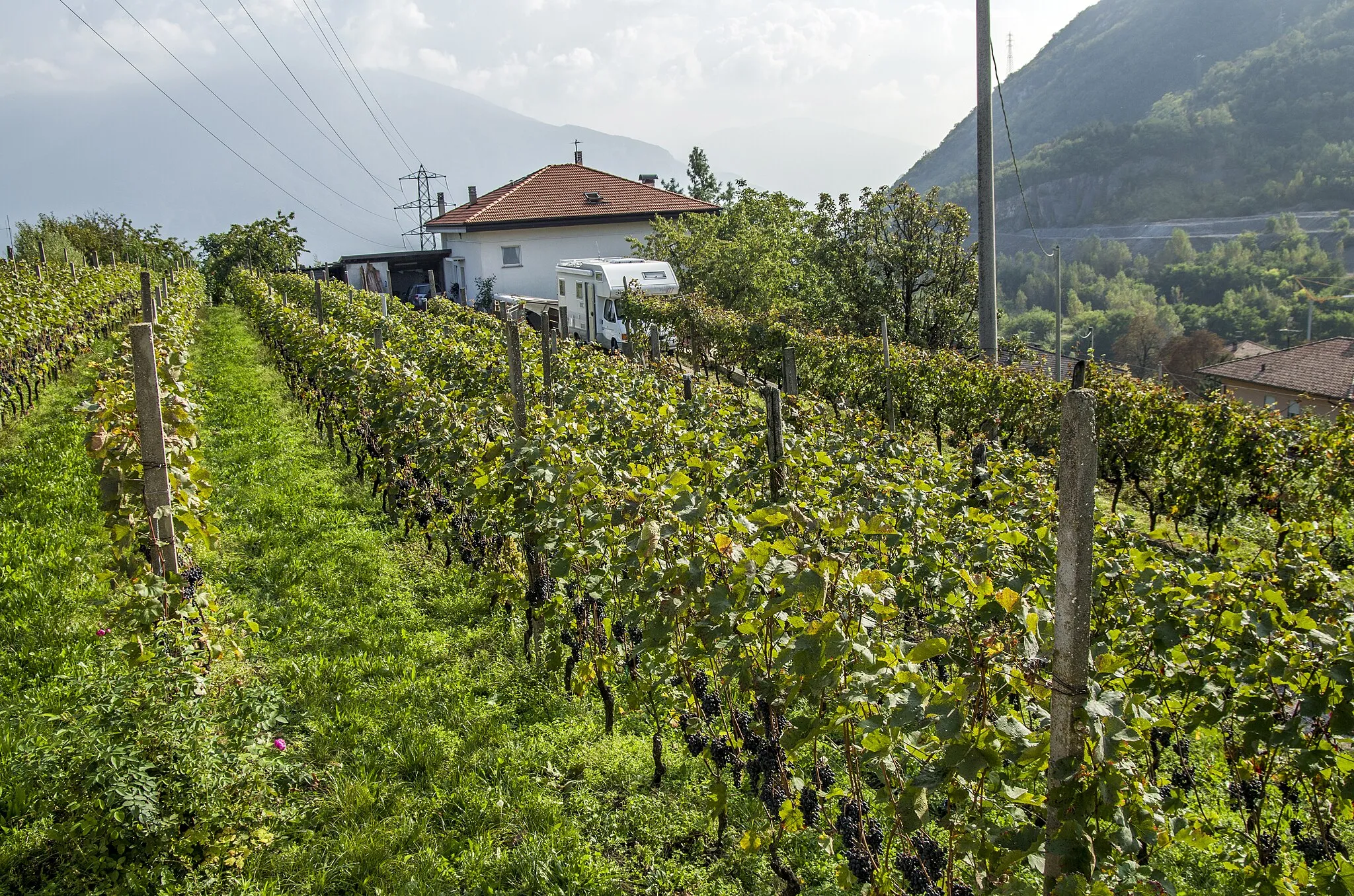 Photo showing: grape field in Trento