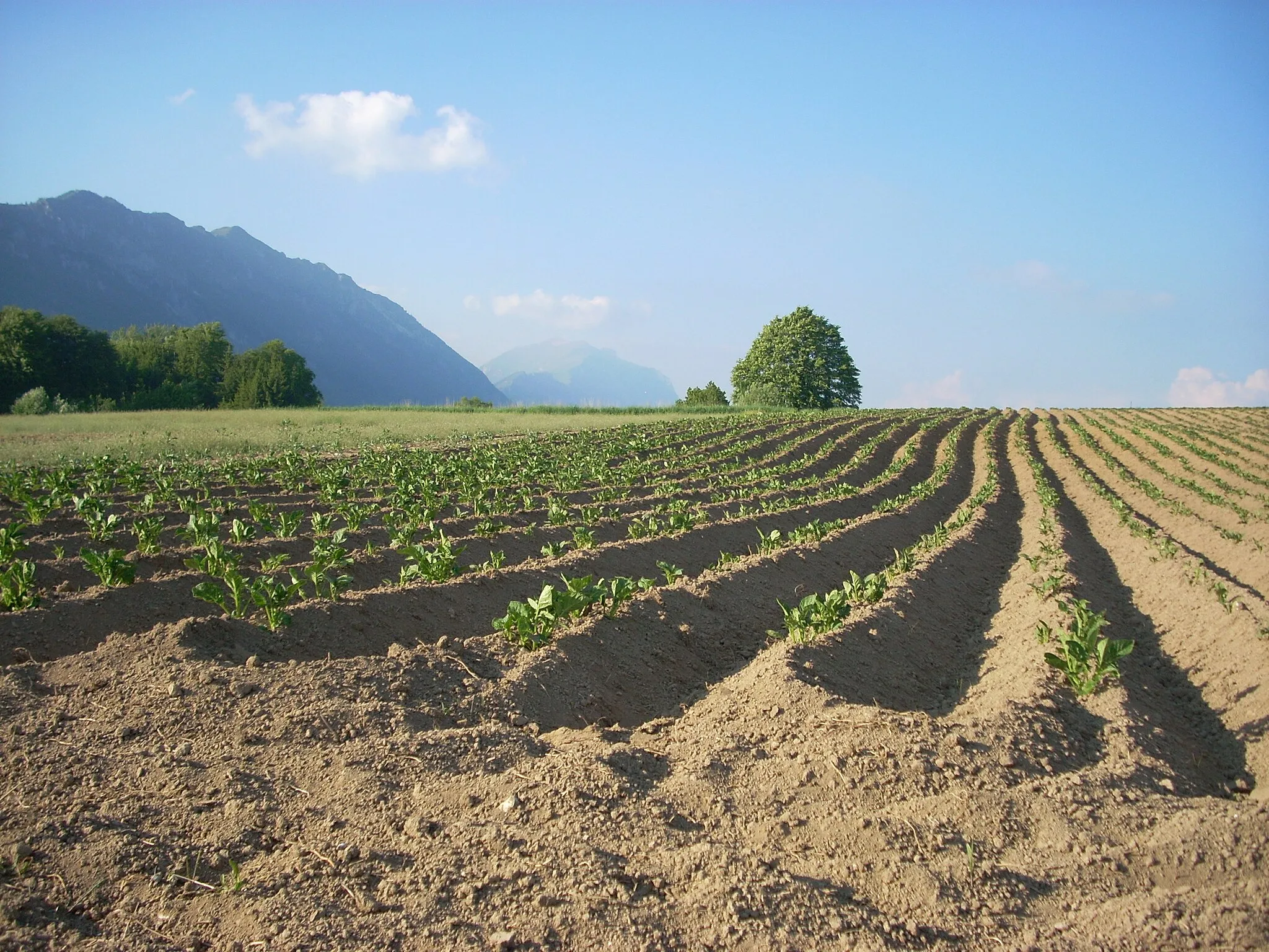 Photo showing: Field in Bordala (Province of Trento, Italy)