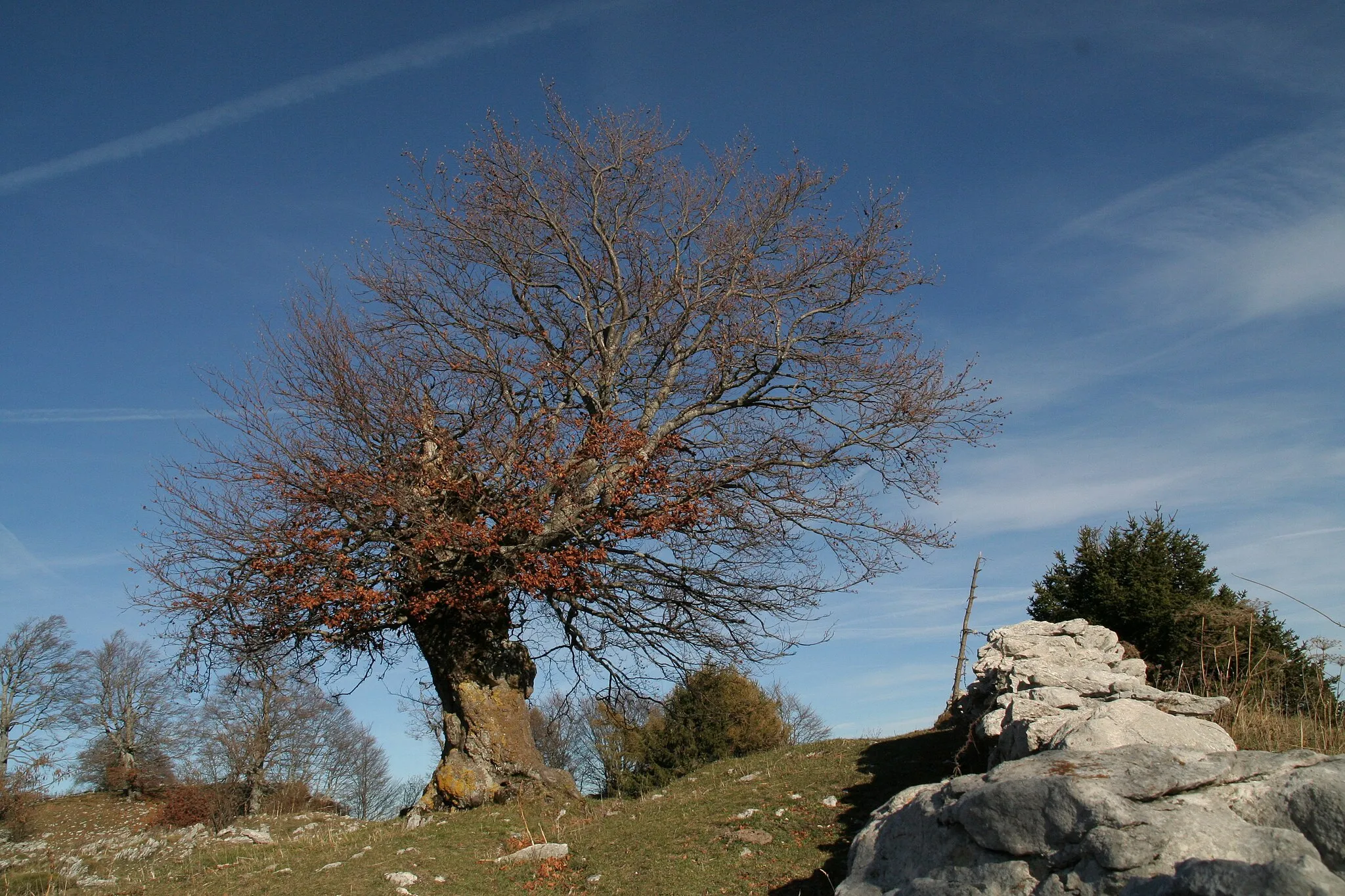 Photo showing: Riserva naturale provinciale Corna Piana (Q49967638)