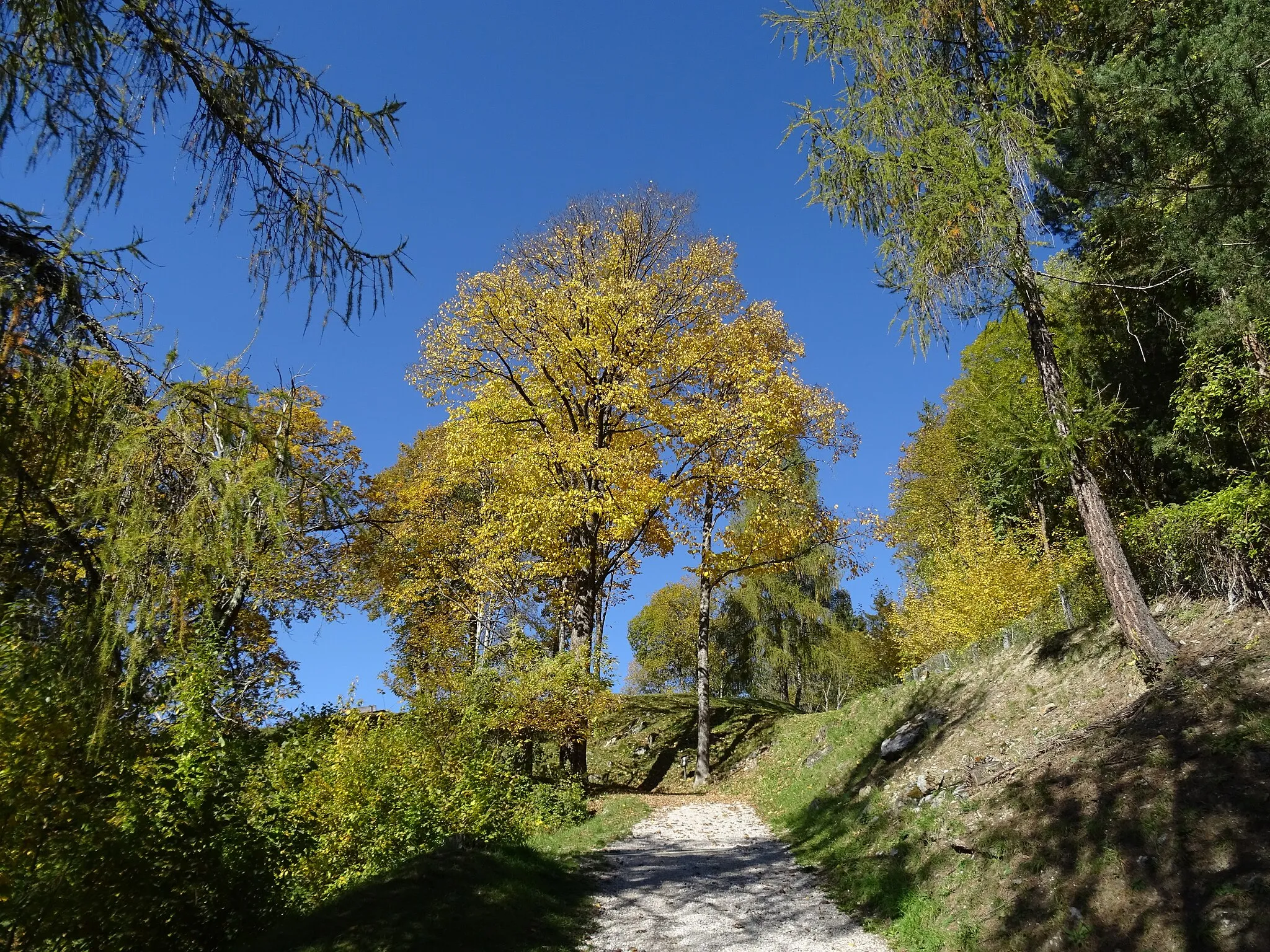 Photo showing: Massimeno (Trentino, Italy) - Trees near Saint John the Baptists church