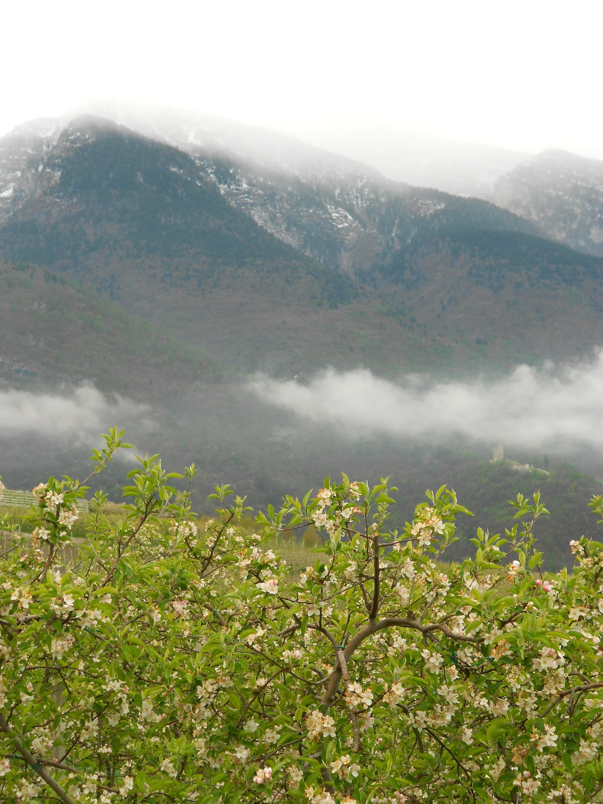 Photo showing: Apple trees in Val di Non