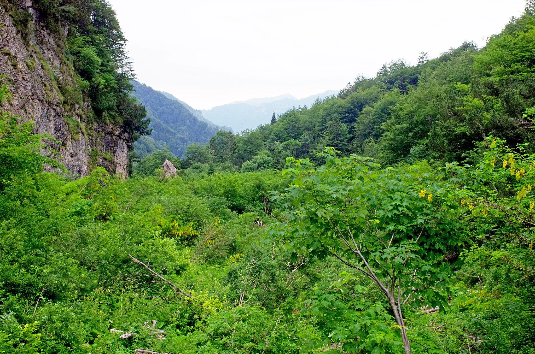 Photo showing: 2014 07 Selva di Progno (VR) Italy - Giazza - Val Fraselle - forest Laburnum anagyroides's flowers - Ctg Baldo Lessinia org photo Paolo Villa FOTO6809bis2