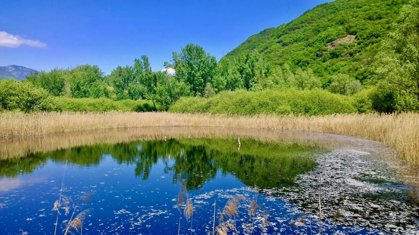 Photo showing: Biotopo Lago di Caldaro (Q47538736)