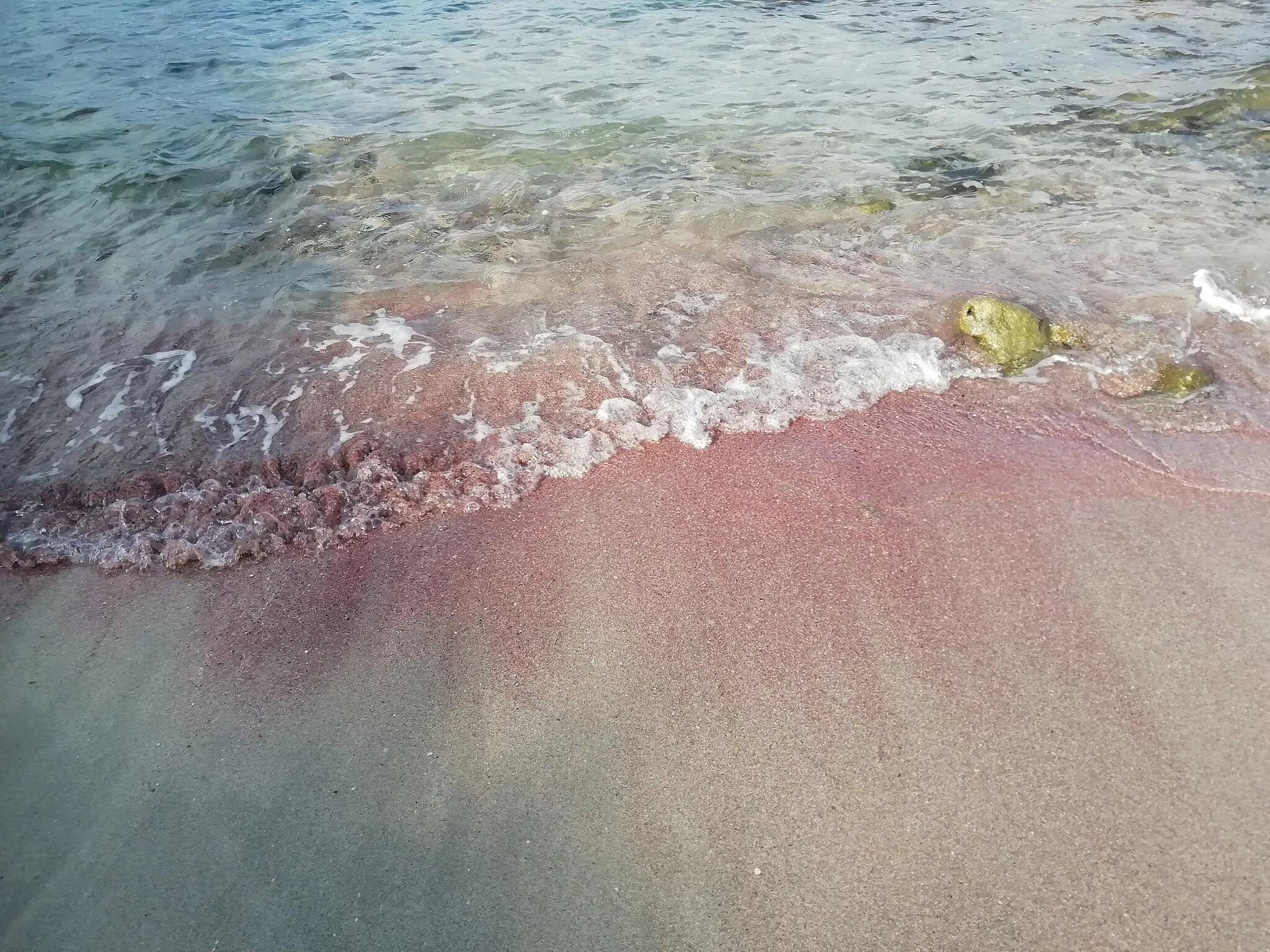 Photo showing: Pink coral debris beached