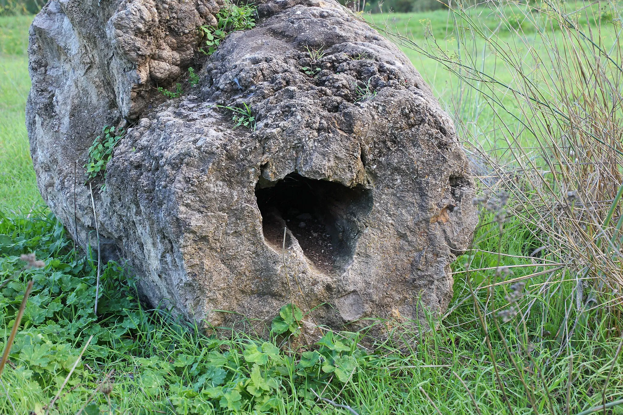 Photo showing: Martis, foresta fossile di Carrucana