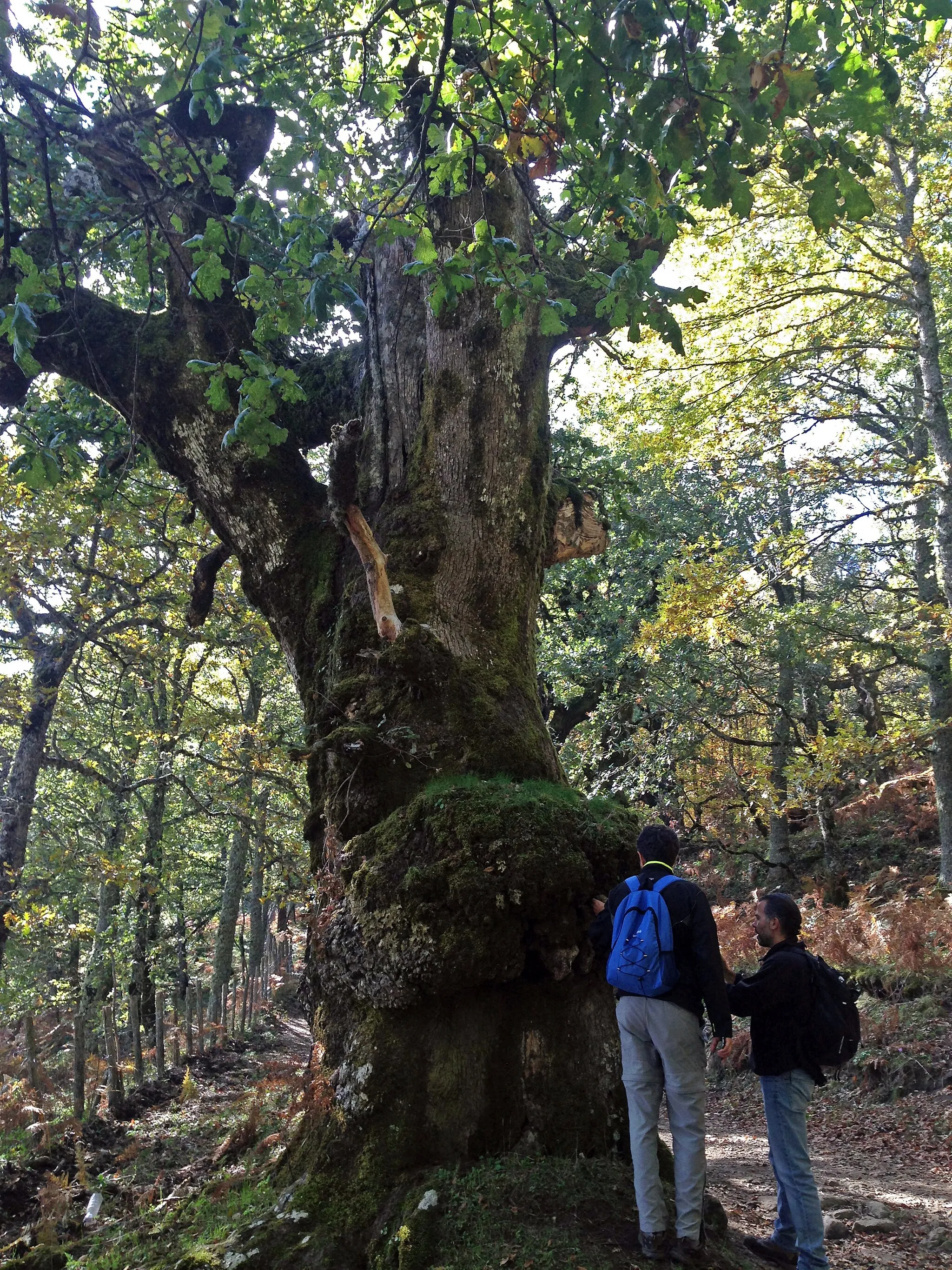 Photo showing: Riserva naturale orientata Bosco di Malabotta