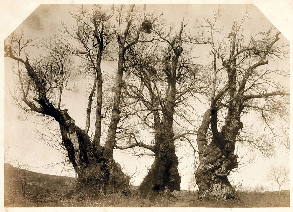 Photo showing: Giovanni Crupi (1849-1925), "The so-called "Chestnut tree of the 100 horses".