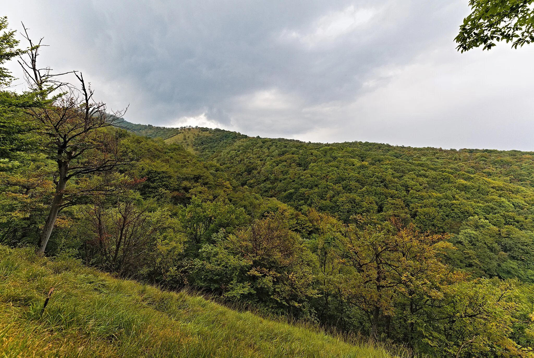 Photo showing: Protected area dry Grasslands and Pastures of National Importance Monte San Giorgio.