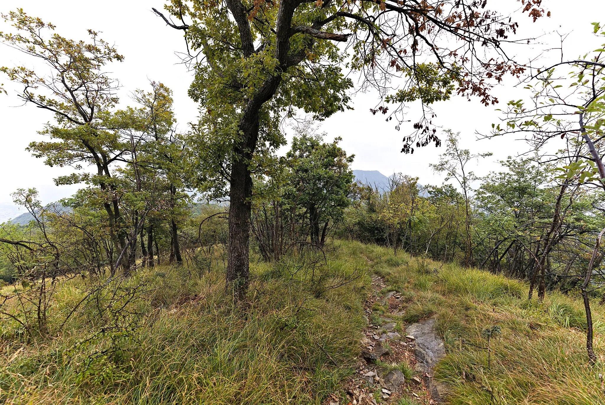 Photo showing: Protected area dry Grasslands and Pastures of National Importance Monte San Giorgio.