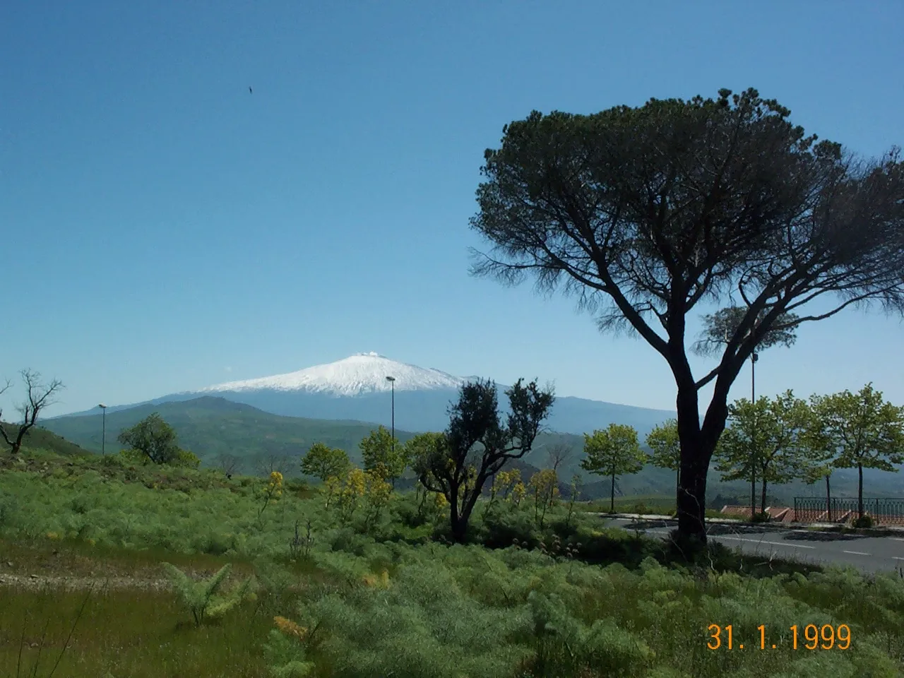 Photo showing: Il Pino abbattuto