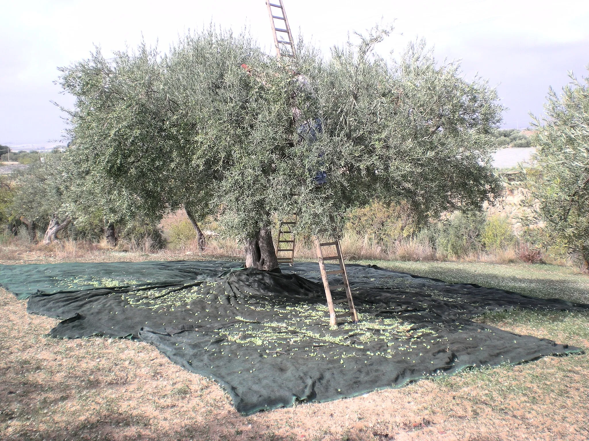 Photo showing: Olive tree in Chiaramonte Gulfi's countryside