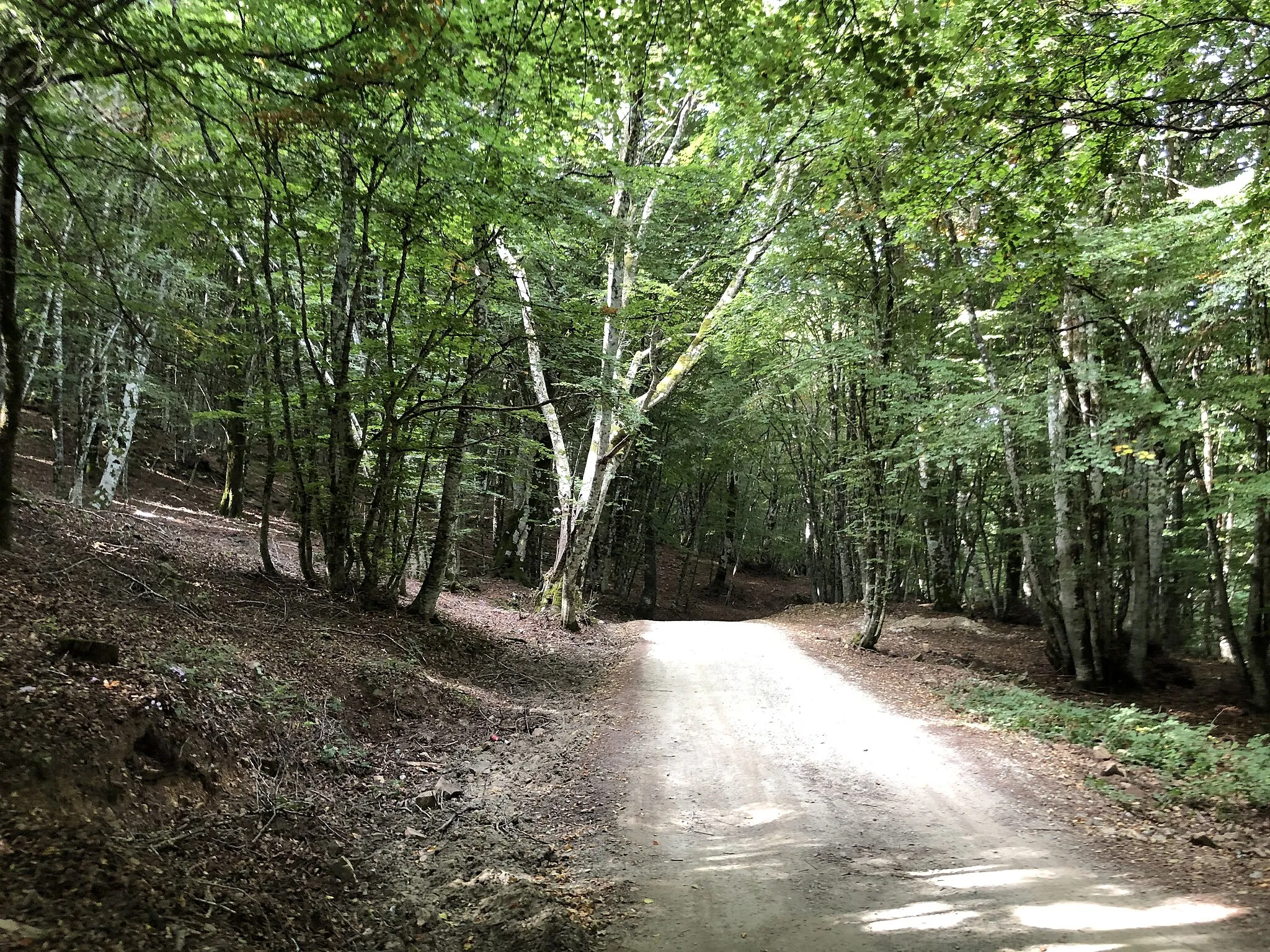 Photo showing: Bosco della Tassita