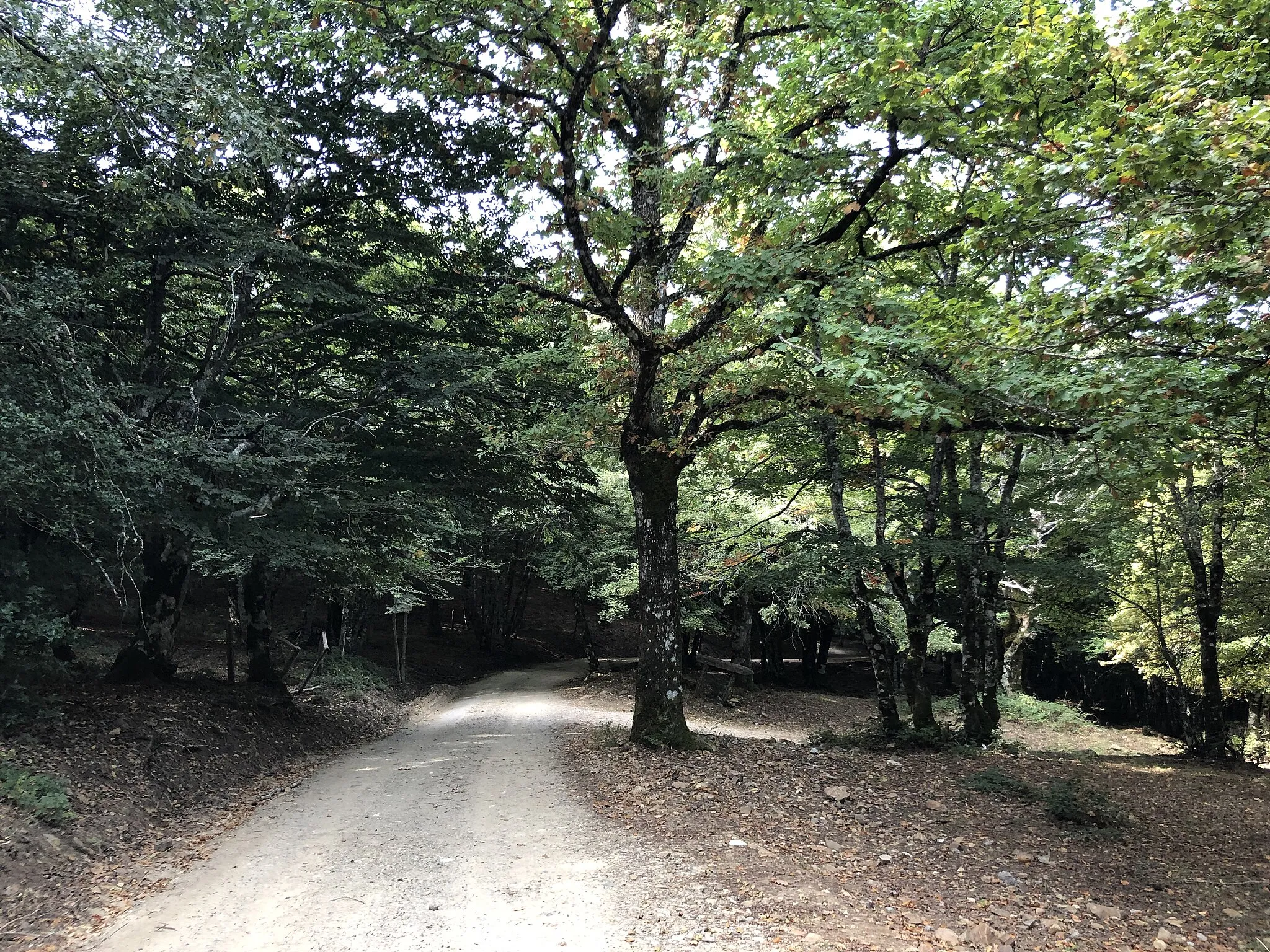 Photo showing: Bosco della Tassita