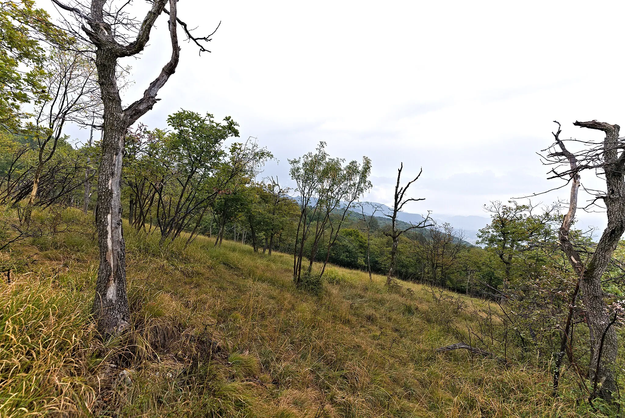 Photo showing: Protected area dry Grasslands and Pastures of National Importance Monte San Giorgio.