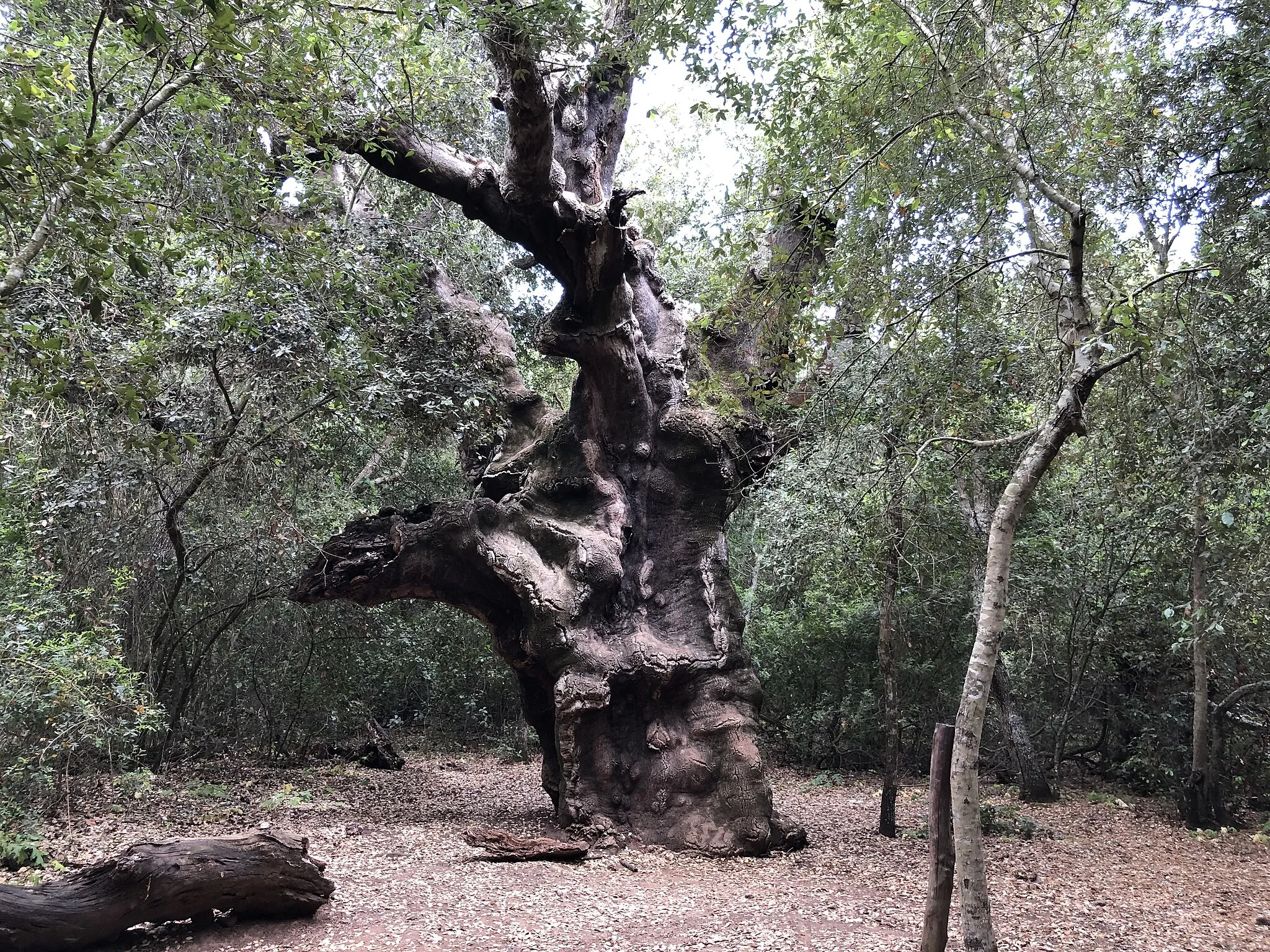 Photo showing: Riserva naturale orientata Sughereta di Niscemi (Q28669779)