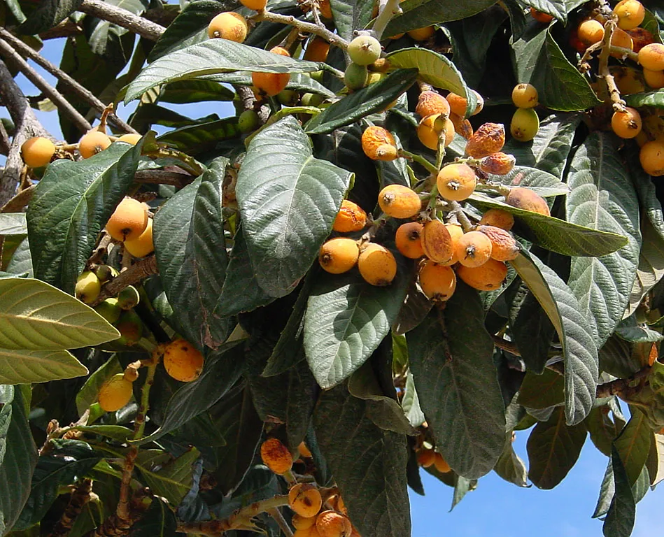 Photo showing: Loquat. Photo taken in Gran Canaria.