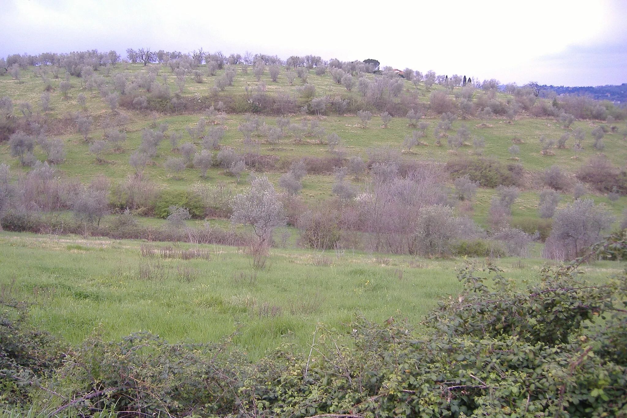 Photo showing: Stefano Nesti, foto personale, Panorama di ulivi visto dalle colline di Bagno a Ripoli,

Licensing
Categoria:Bagno a Ripoli