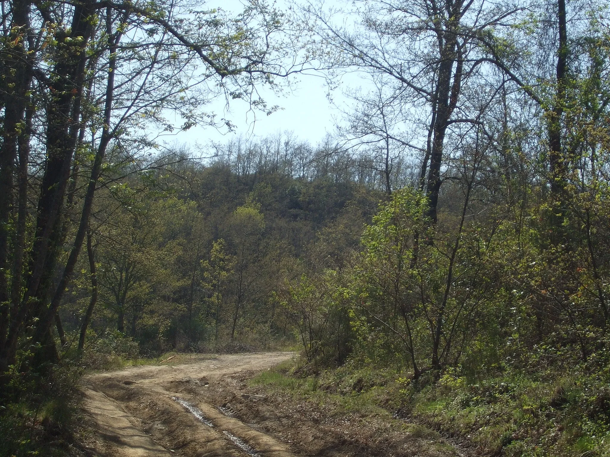 Photo showing: Il poggio Fonte Partini dalla strada per Gambaroncia