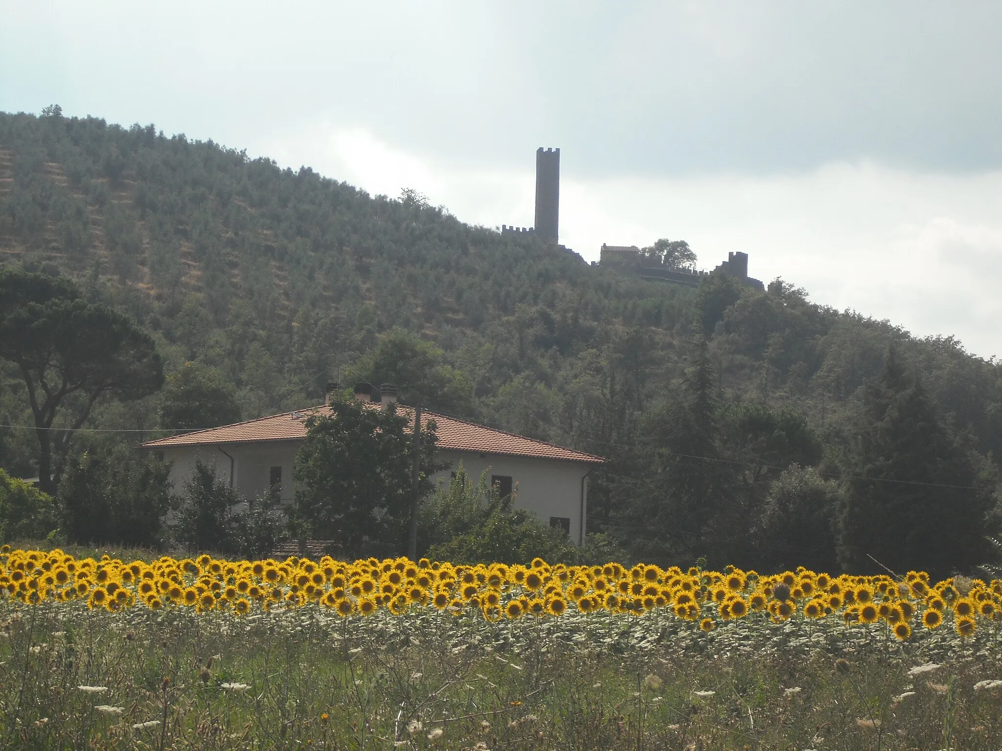 Photo showing: Castello di Montecchio tra i girasoli