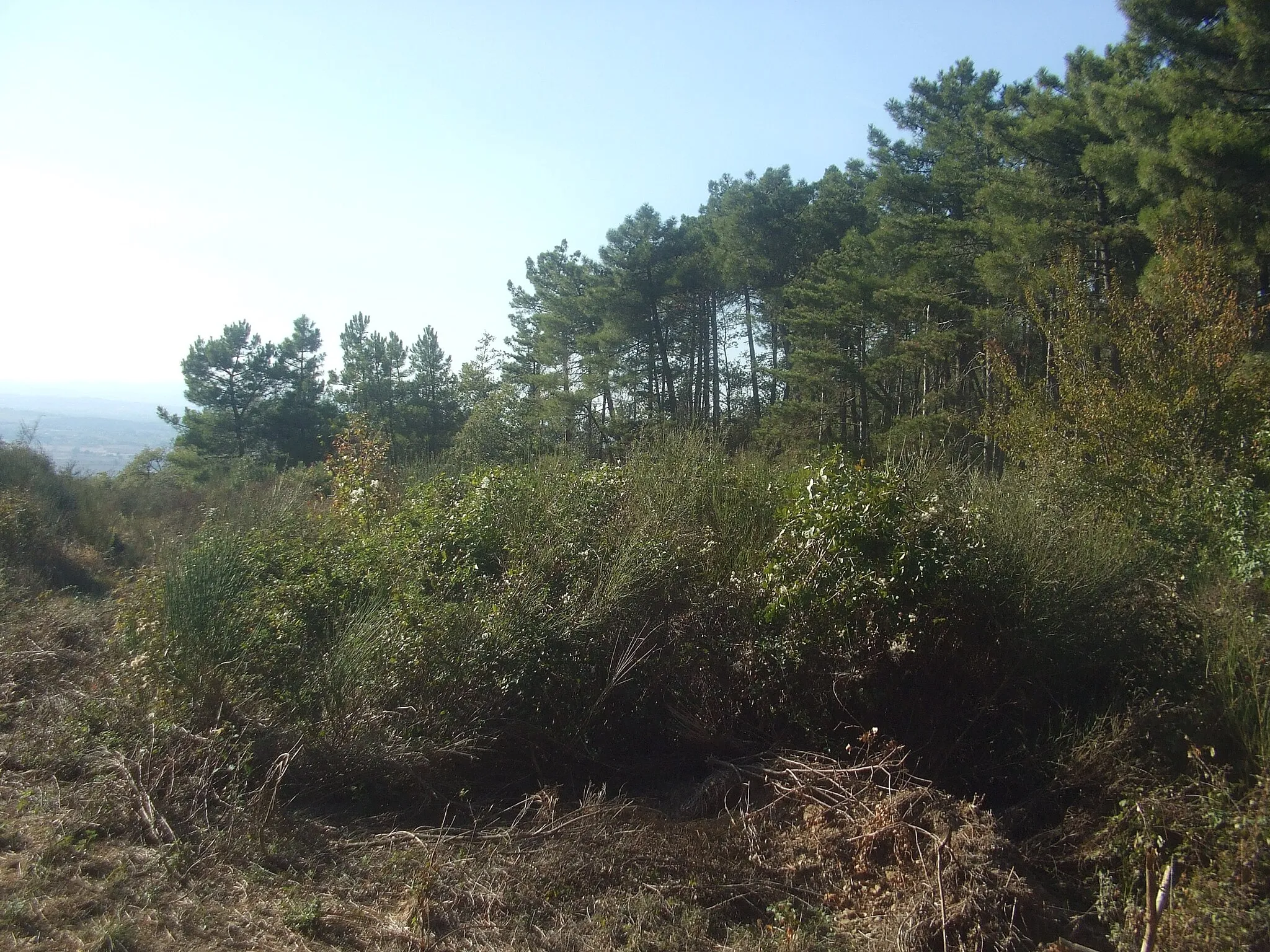 Photo showing: Bosco di abeti