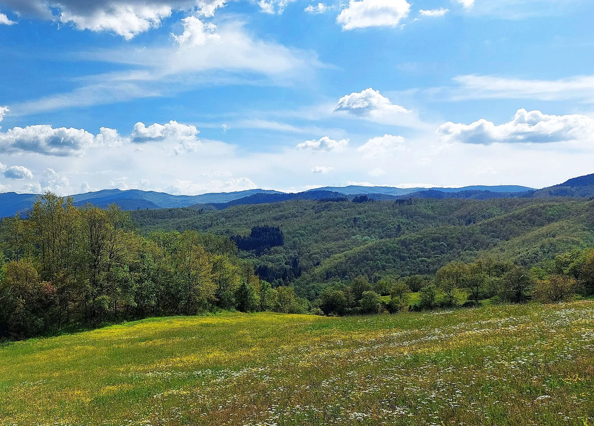 Photo showing: Pascoli montani e cespuglieti del Pratomagno (Q55712584)