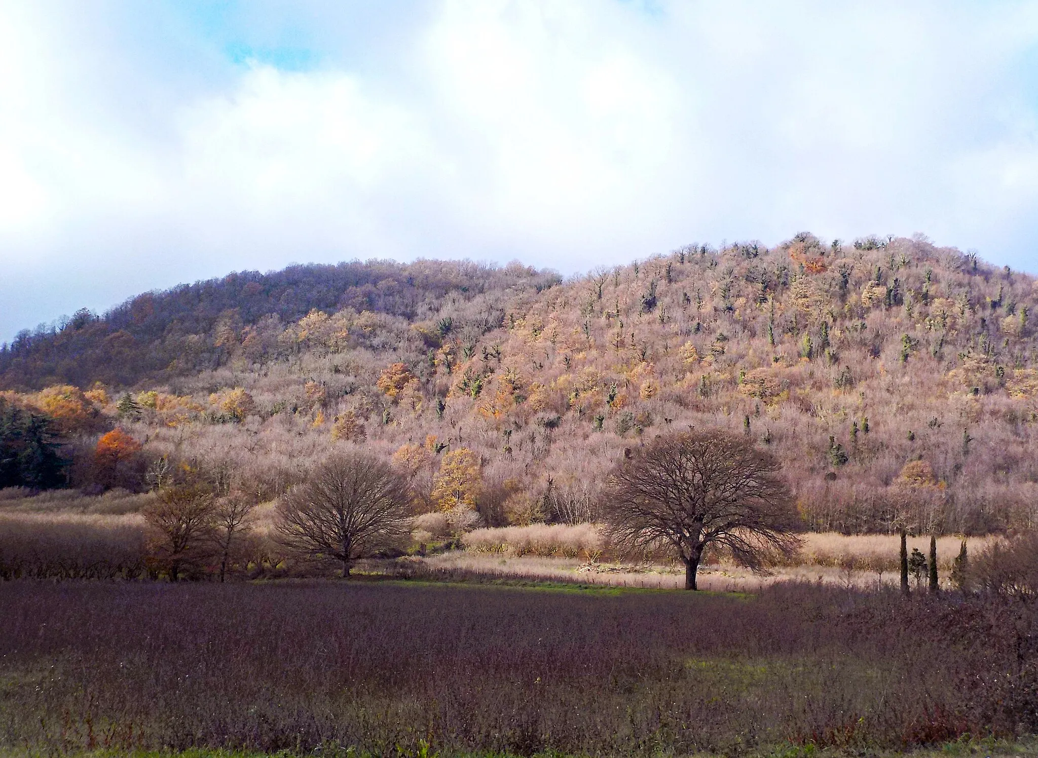 Photo showing: Parco naturale regionale di Bracciano-Martignano (Q3895674)
Monte Calvi, monte adiacente al Monte Rocca Romana, a dicembre con gli alberi di cerri spogli