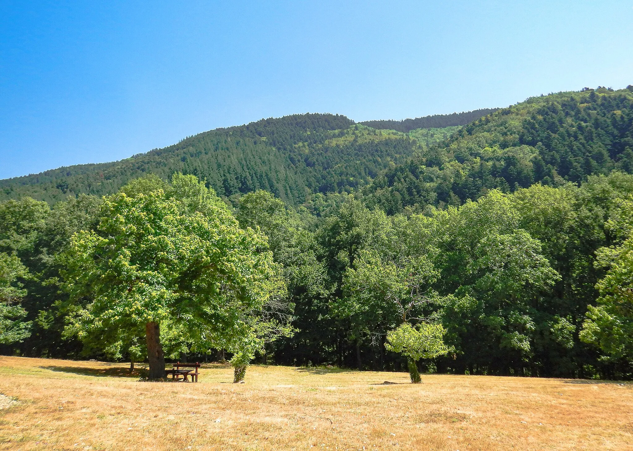 Photo showing: parco nazionale delle Foreste Casentinesi, Monte Falterona e Campigna (Q1787671)
Castagni a Camaldoli e foreste casentinesi