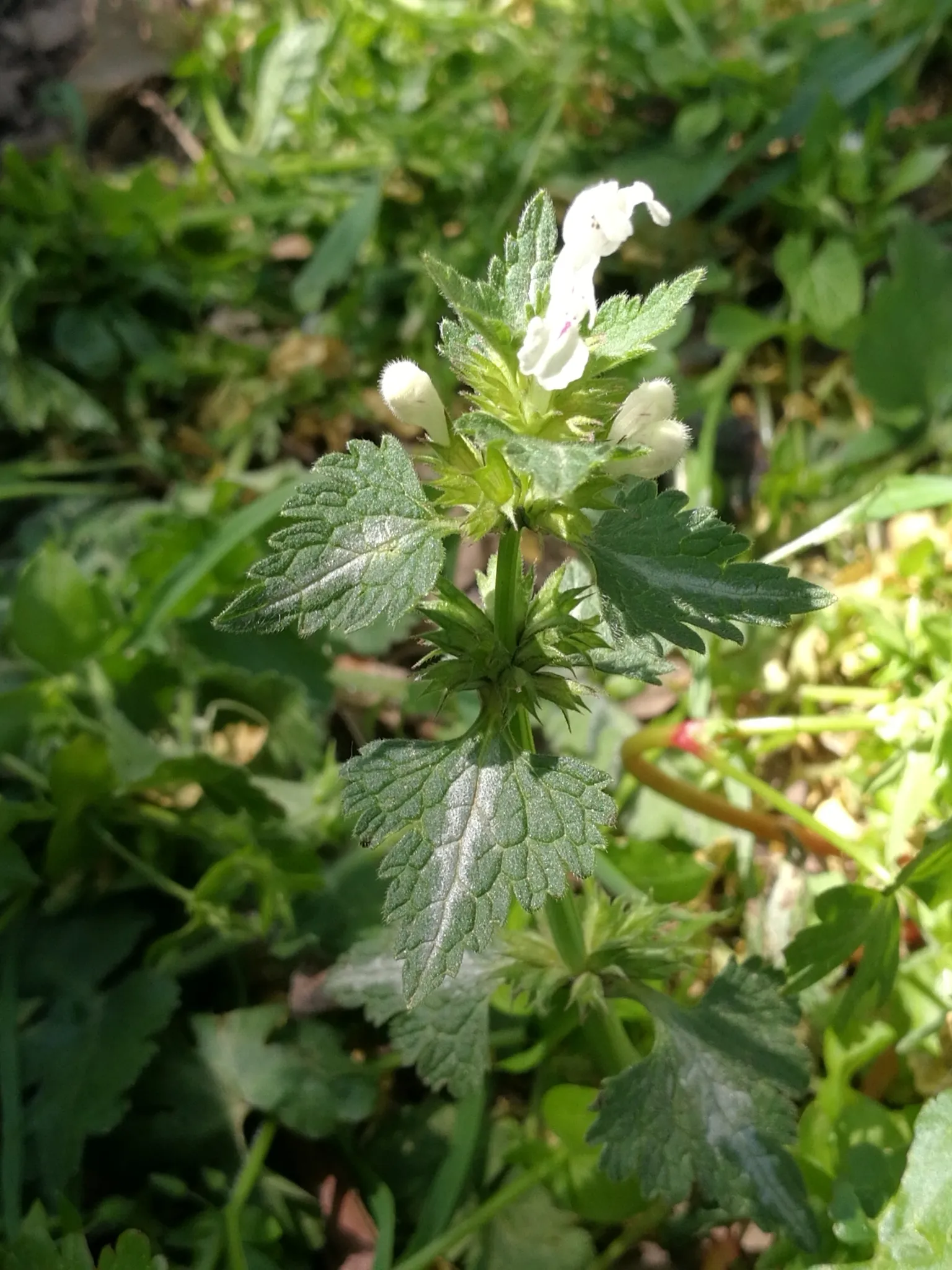 Photo showing: Photo of Lamium bifidum uploaded from iNaturalist.