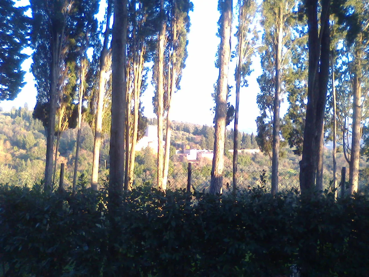 Photo showing: In primo piano si vedono i cipressi in via dell'Uccellarone, in lontananza l'azienda agricola che sta sul poggio di fronte.