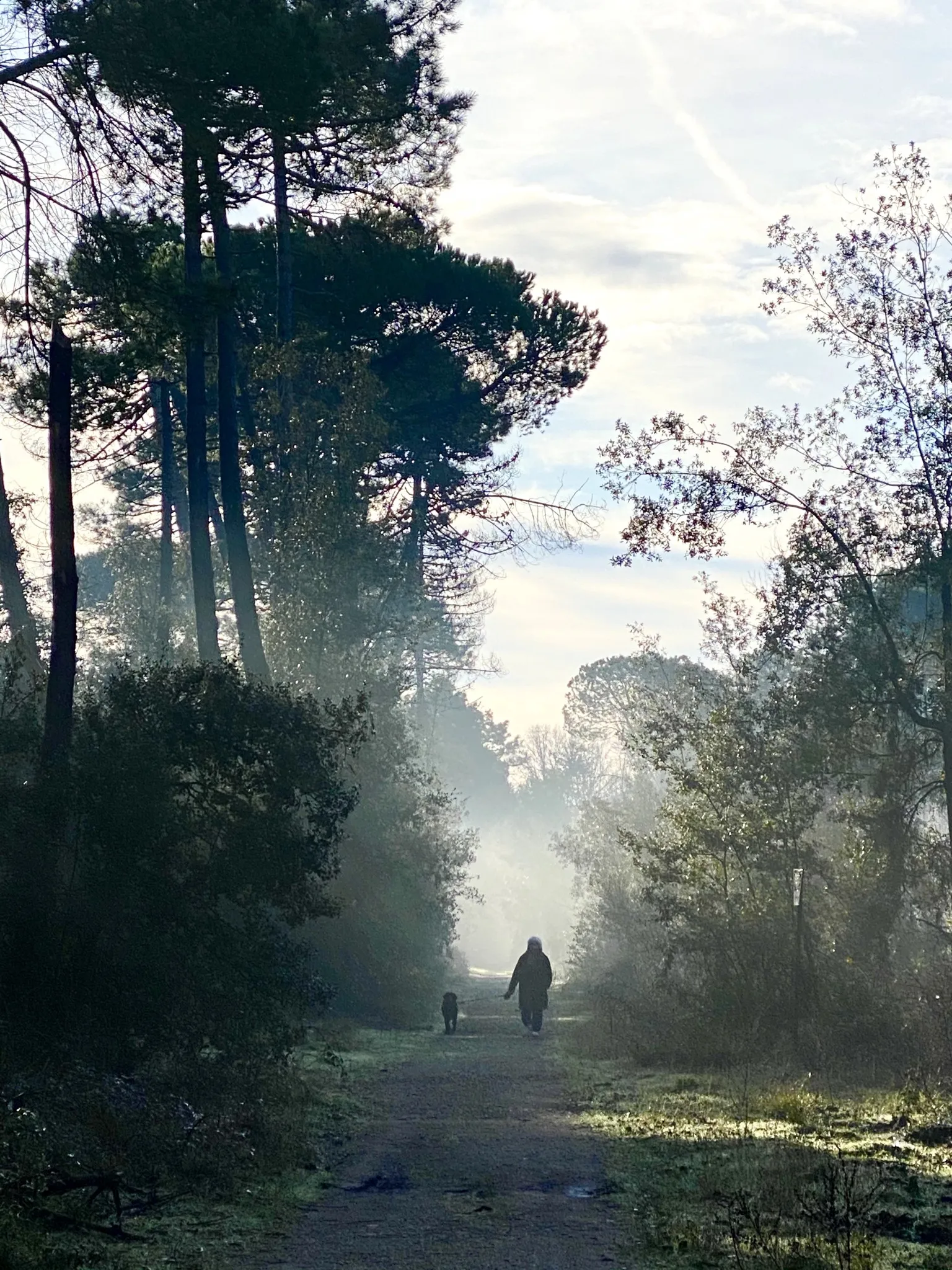 Photo showing: Parco naturale di Migliarino, San Rossore, Massaciuccoli (Q427946)