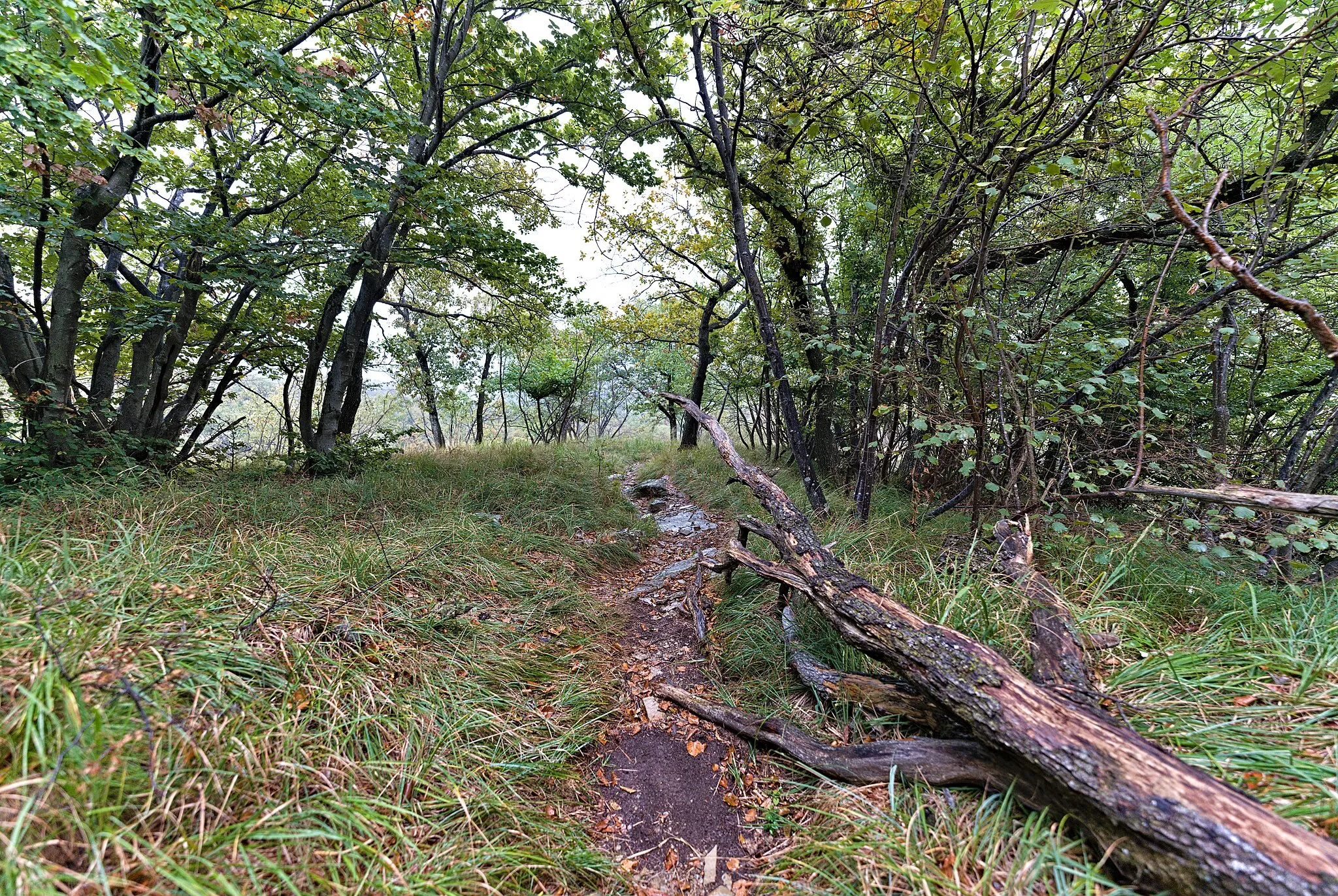 Photo showing: Protected area dry Grasslands and Pastures of National Importance Monte San Giorgio.