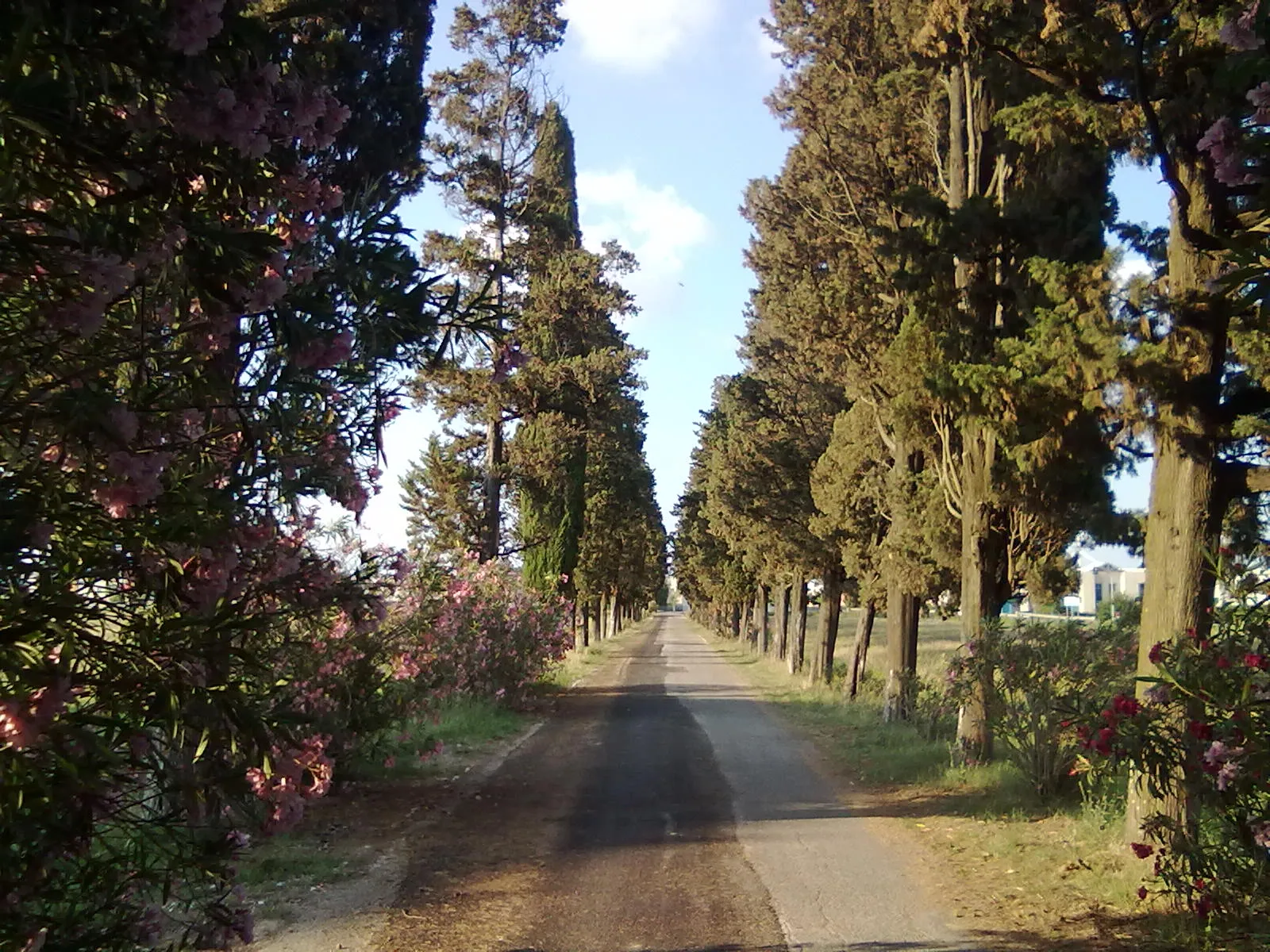 Photo showing: Cypress Avenue of Villa "Magnolia" - Gello (Pontedera)